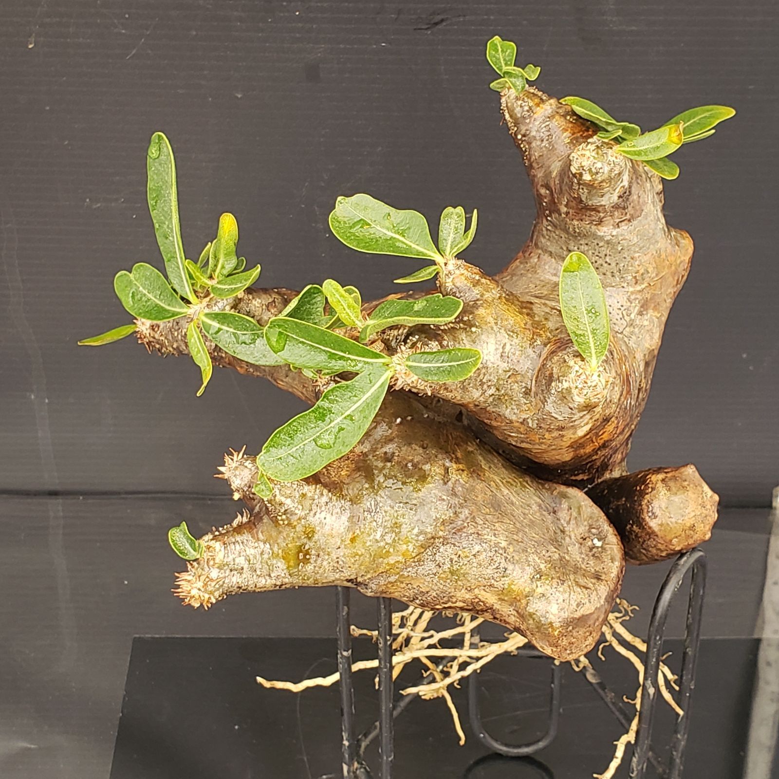 V232【自社養生株】パキポディウム ビスピノーサム(発根株・現地球 V232【自社養生株】パキポディウム ビスピノーサム(発根株・現地球