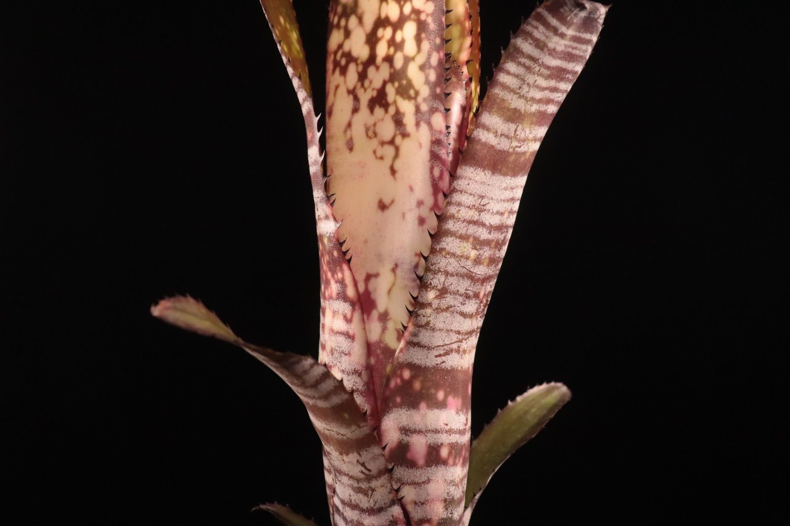 Billbergia 'Berry Blast'〔ビルベルギア〕現品発送B301 送料無料】Billbergia 'Berry Blast'〔ビルベルギア〕現品発送