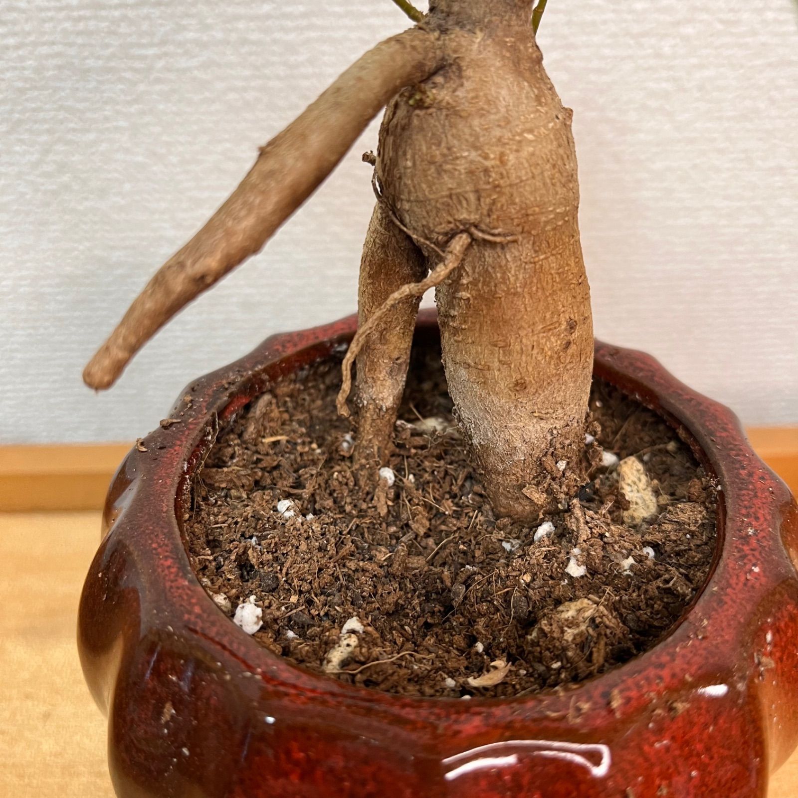 ガジュマル 3.5号 陶器鉢 鉢植え - メルカリ