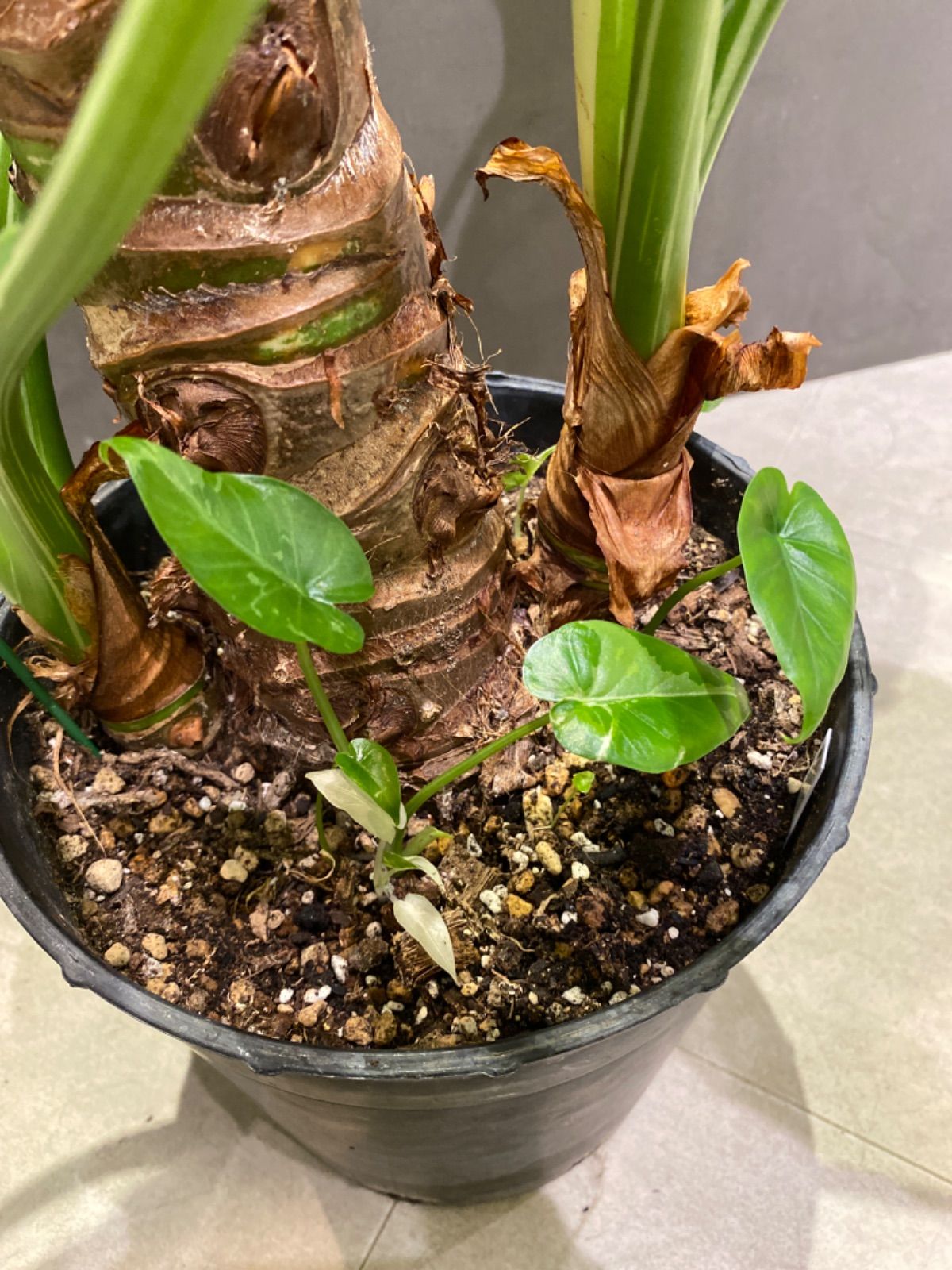 茎太！斑入りクワズイモ ！美品！約60cm 鉢付き2年生 茎太！斑入りクワズイモ ！美品！約60cm 鉢付き2年生 茎太！斑入り