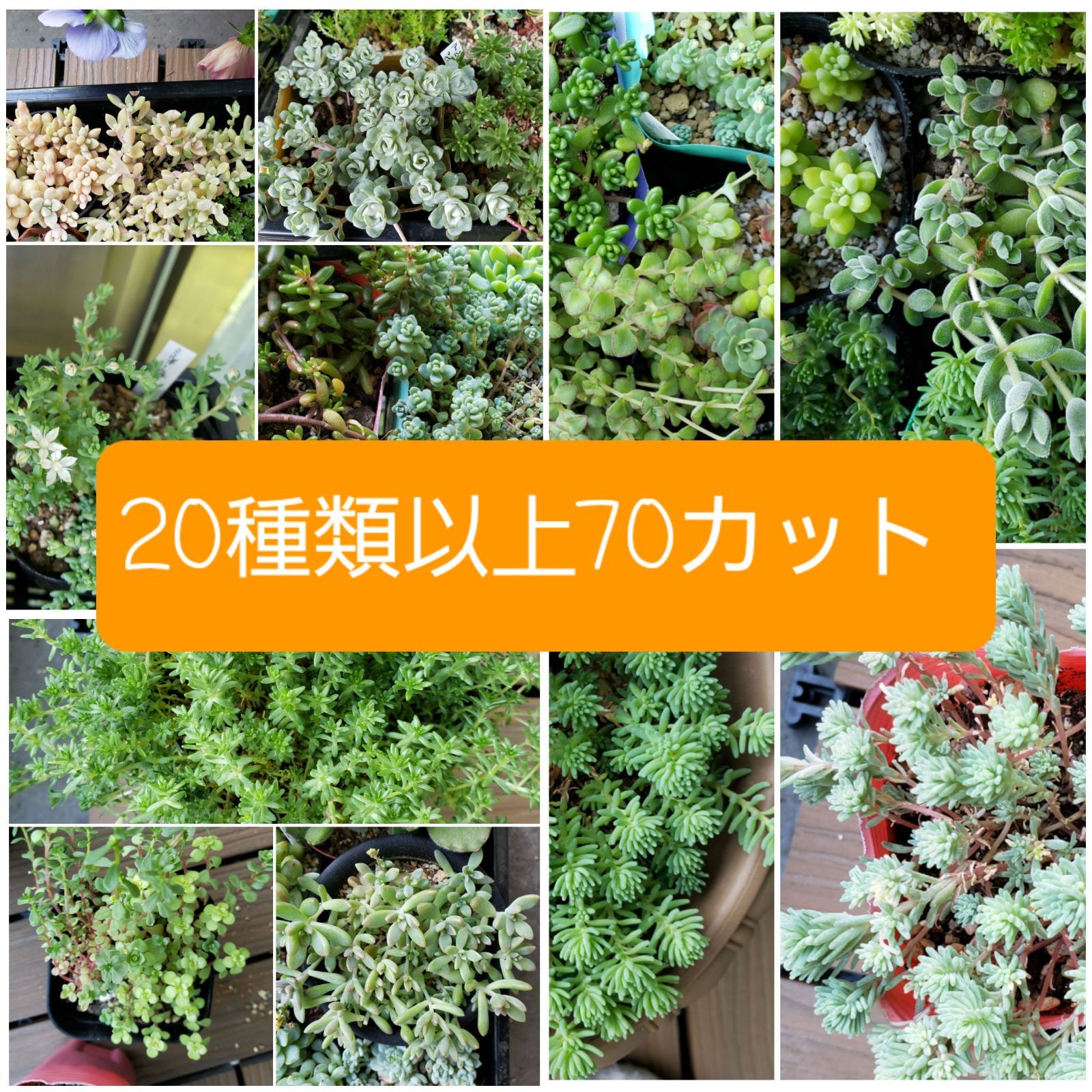 多肉植物 カット苗 詰め合わせ 20種類以上70カット（セダム等