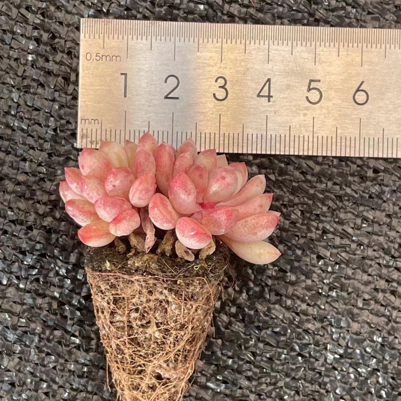 多肉植物 エケベリア