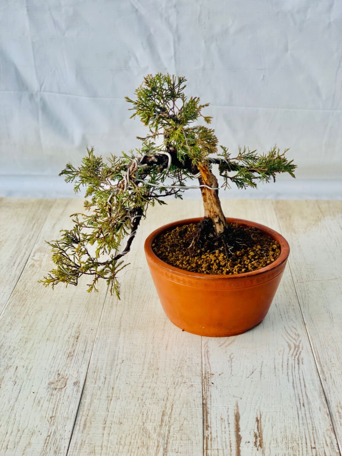 糸魚川真柏盆栽 【公式通販】