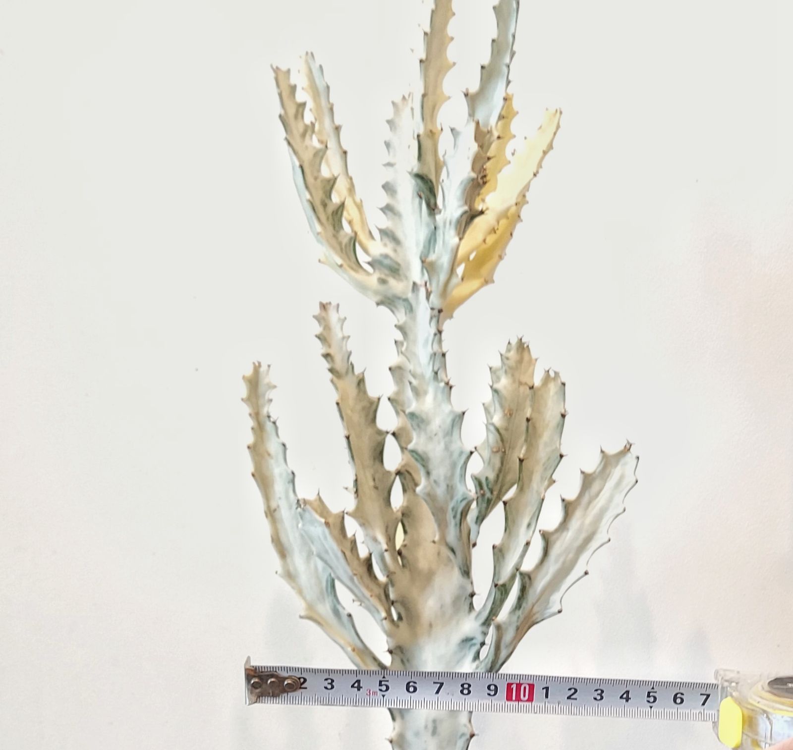多肉植物 ユーフォルビア