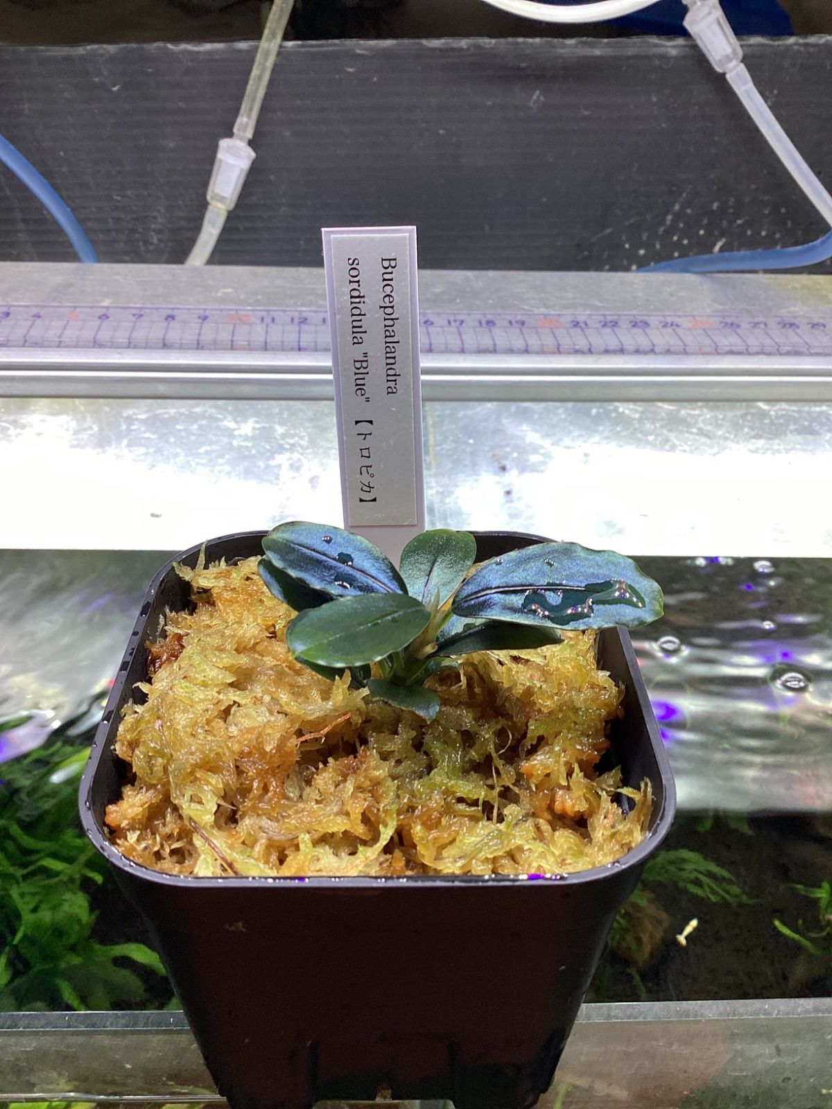 ブセファランドラ ソルディデュラ ブルー Bucephalandra sordidula