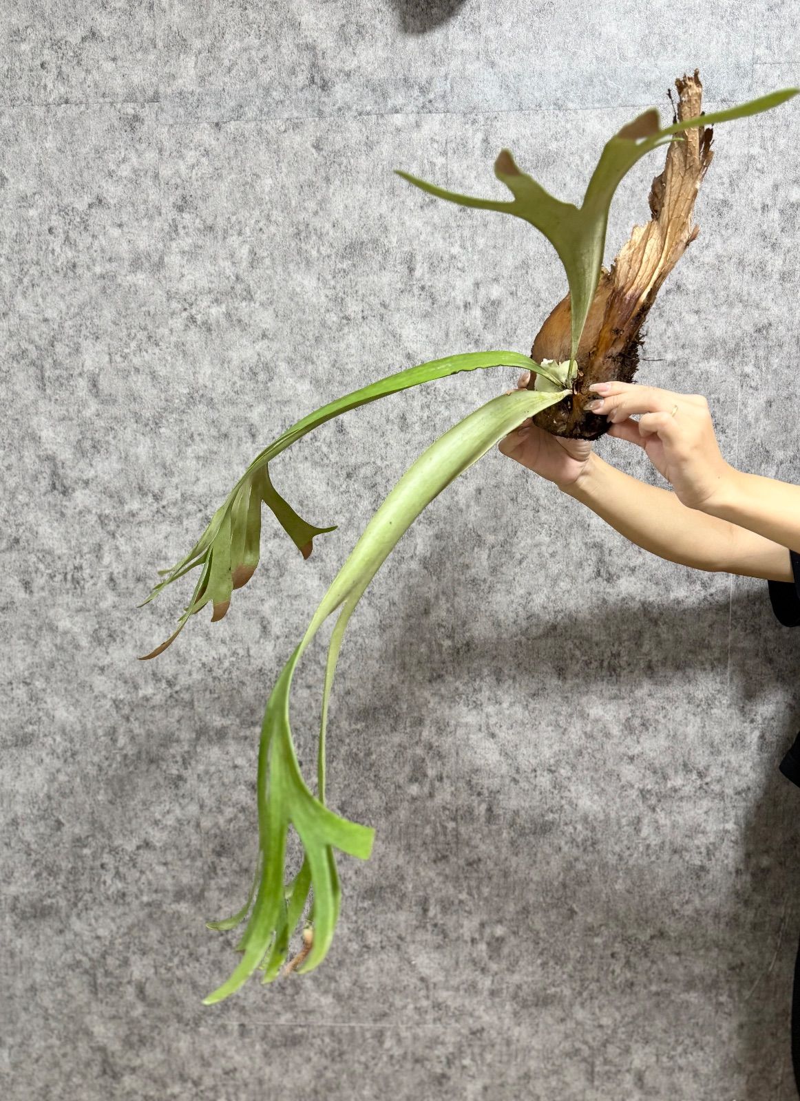 輸入直後!! ▽P.willinckii Wild East Java▽ 16ウィリンキー ワイルド