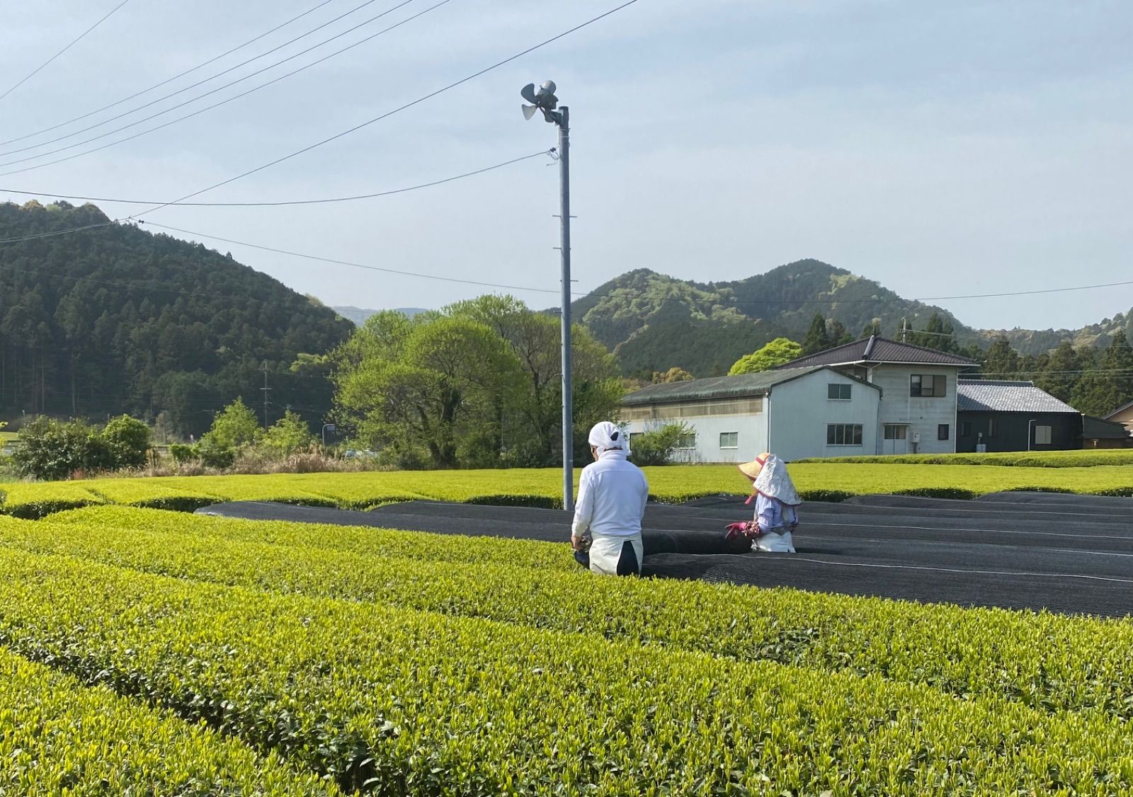 全国第3位◎べにふうき茶葉200g入り ポスト投函便送料無料 - 喜多製茶