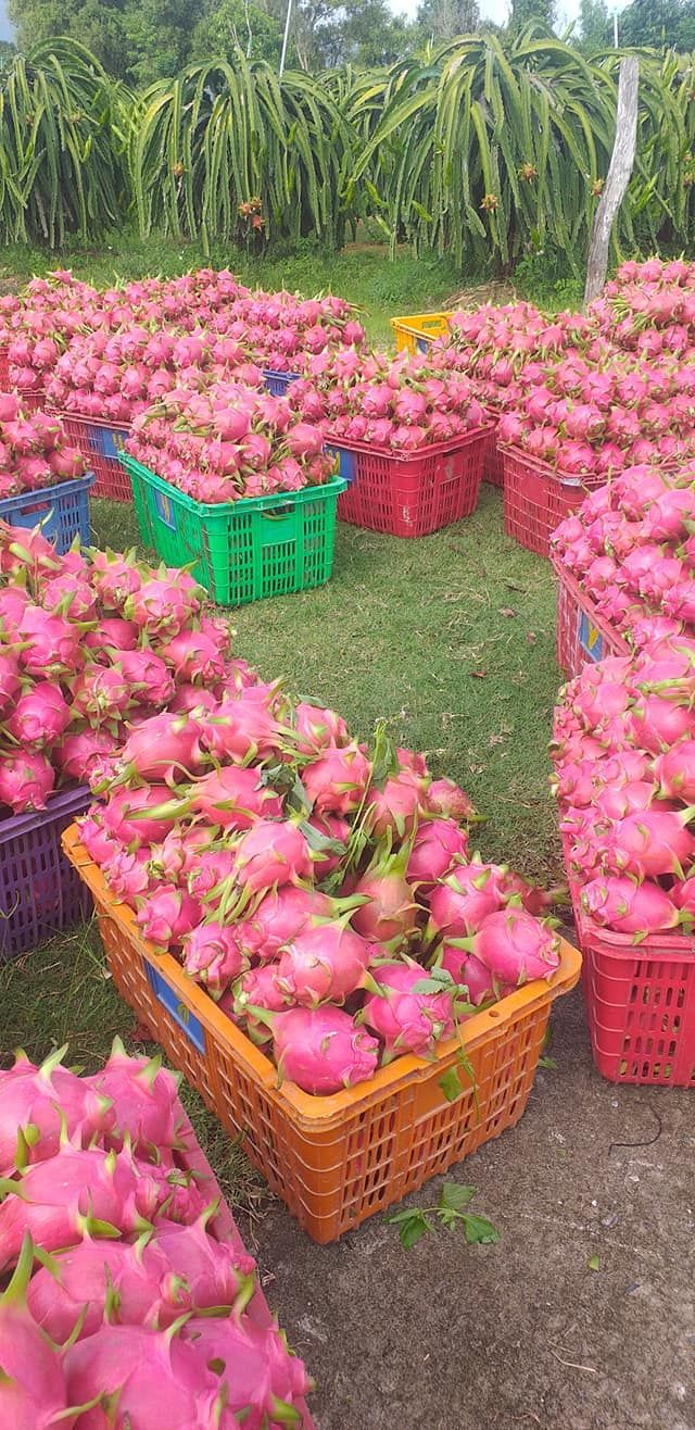 ドラゴンフルーツ 20玉Set /１箱　 紅心 火龍果 thanh long ドラゴンフルーツ（レッド） 20玉Set /1箱 紅心 火龍果 thanh long 火龙果