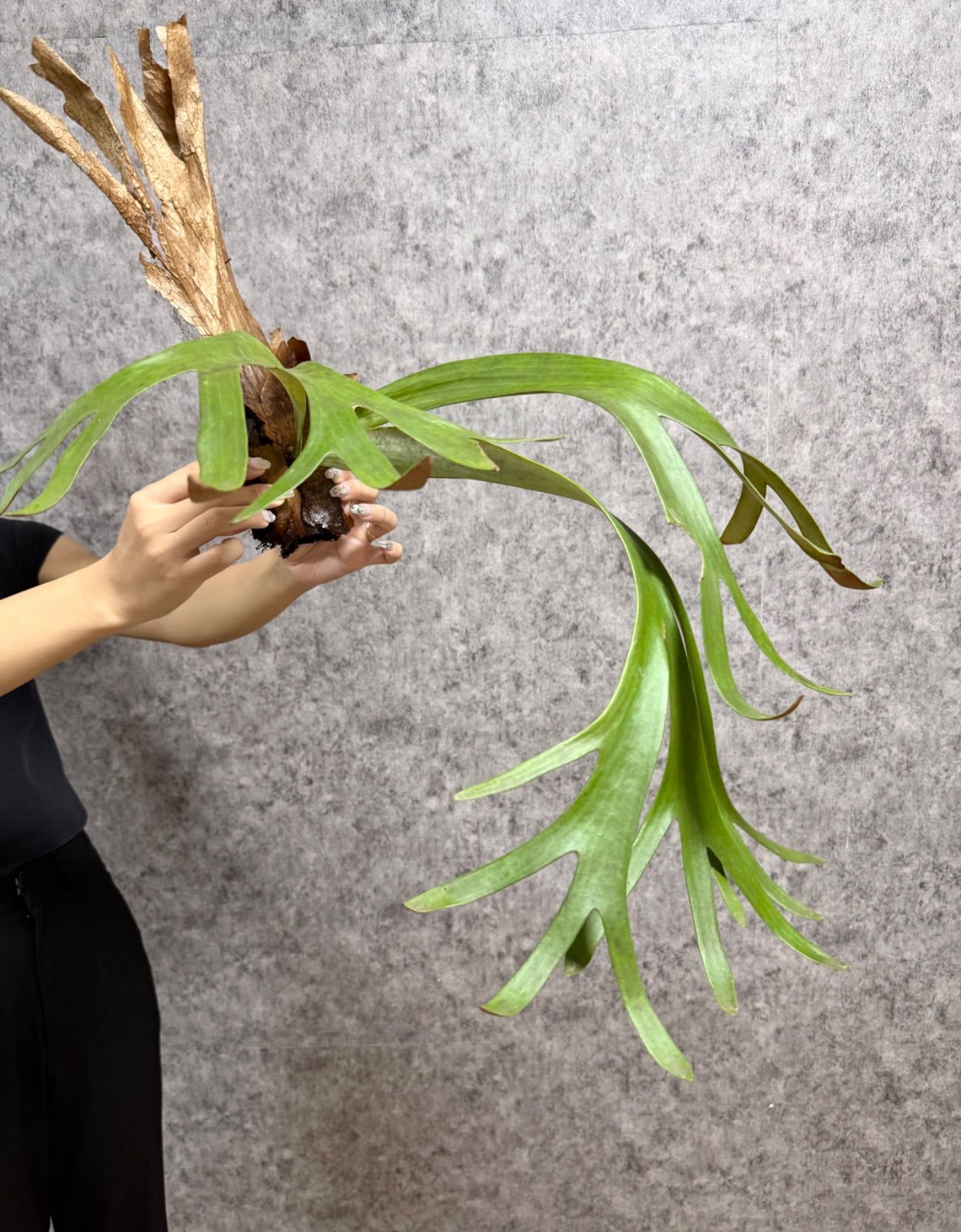 ビカクシダ P.Willinckii Java Wild ビカクシダ P.Willinckii Java Wild Platycerium willinckii