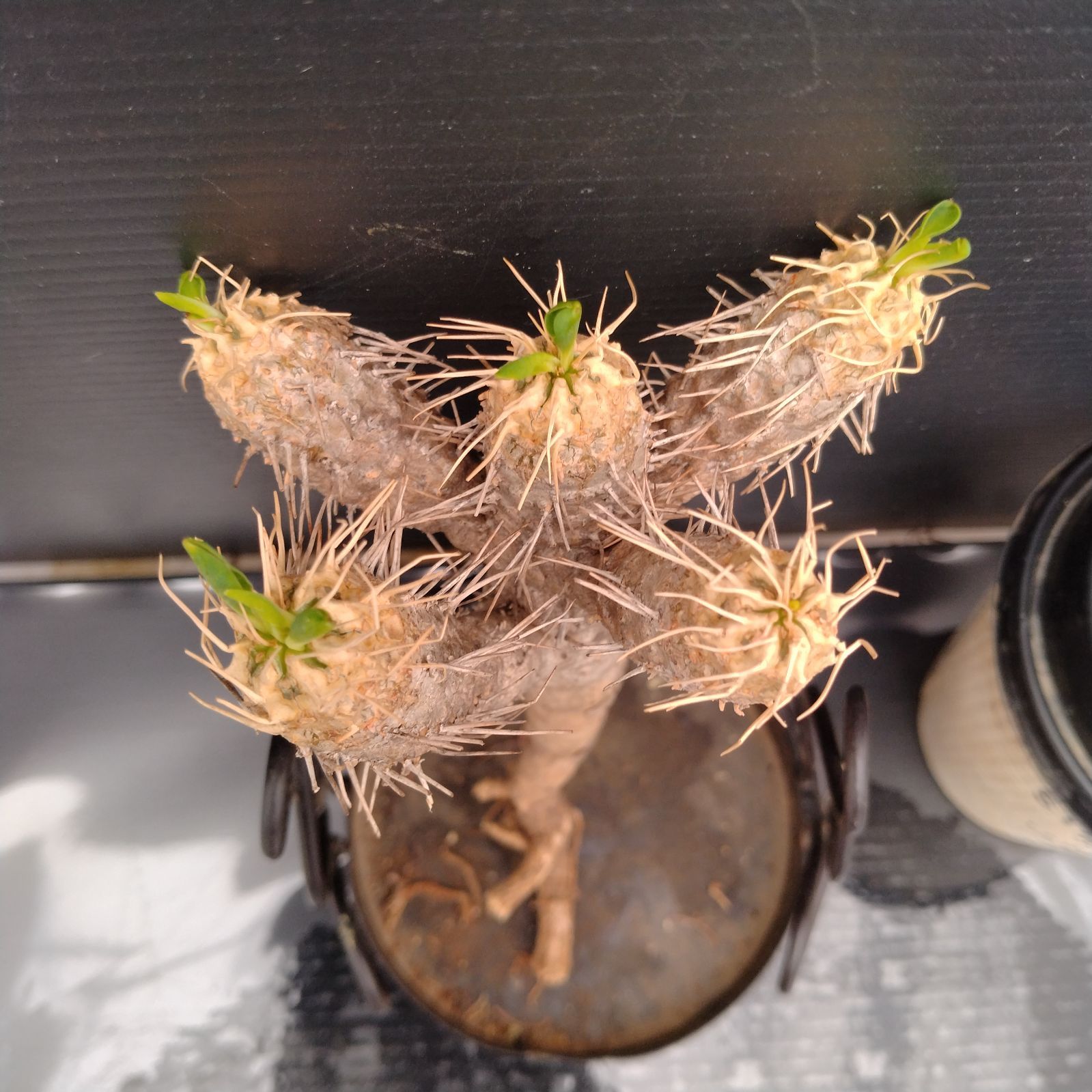 柿本様　抜き苗ご希望　ギラウミニアナ V199【最新到着】 Euphorbia ギラウミニアナ（S）（現地球・抜き