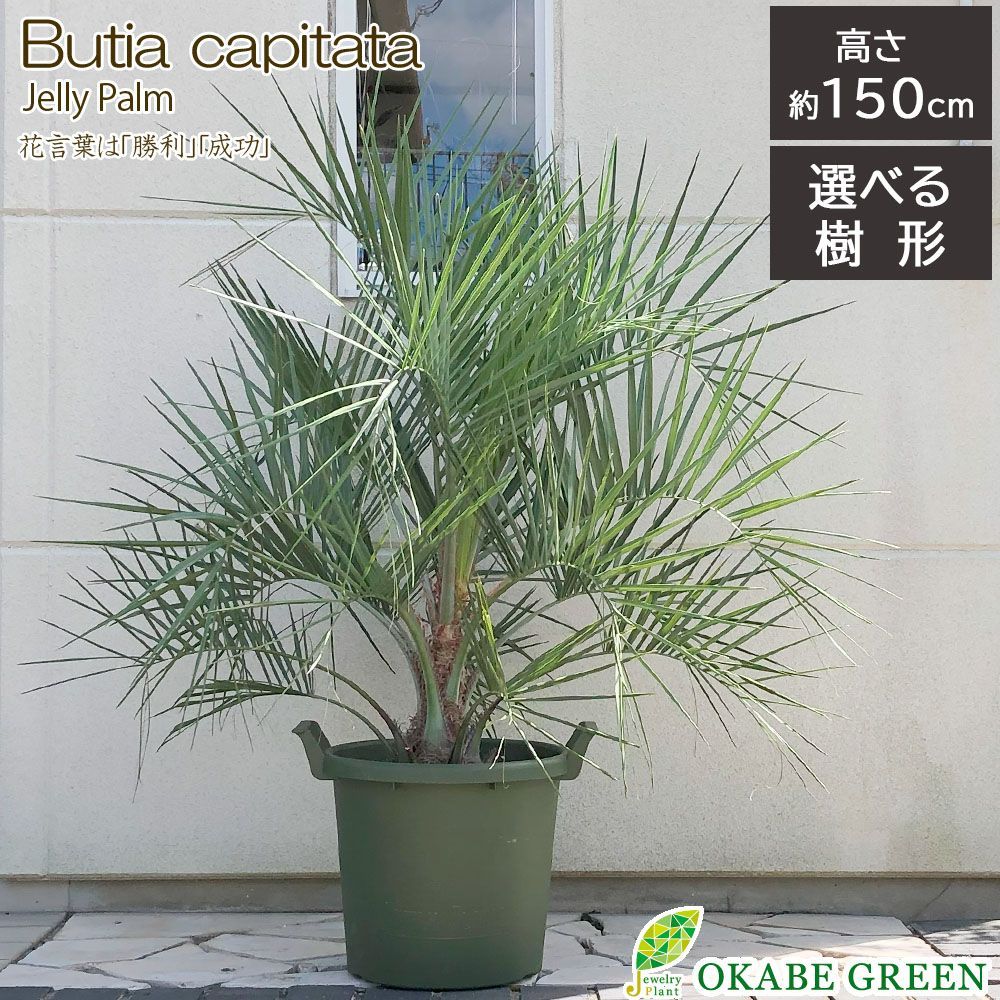 観葉植物 敬老 大型 屋外 ココスヤシ 13号 【現品】 緑
