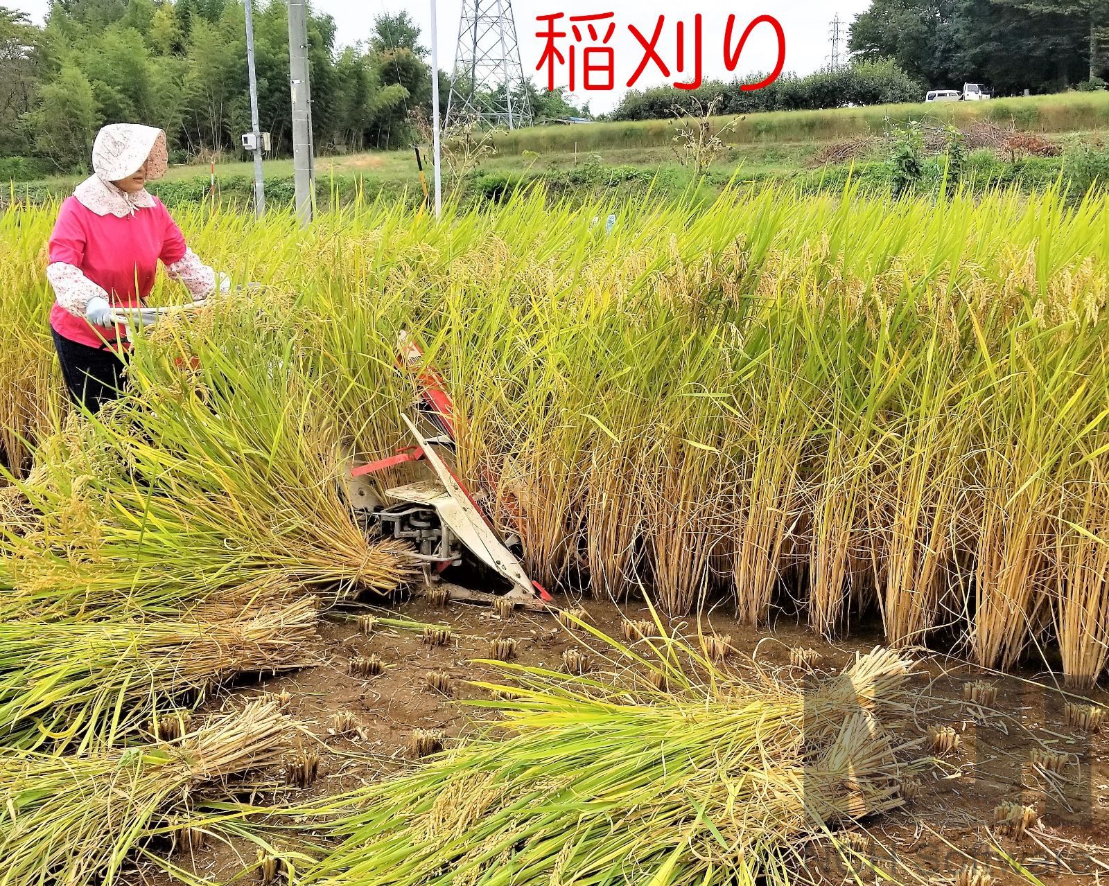 令和5年長野県産 特別栽培はざ掛け米 いのちの壱 玄米５Kg 精米サービス - メルカリ