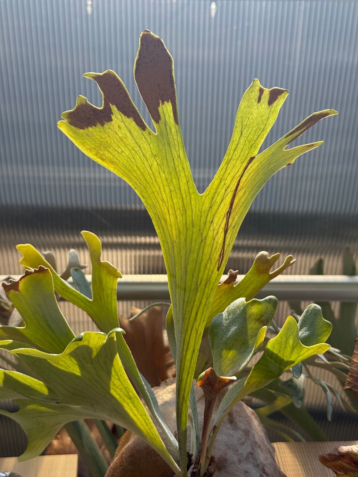 p.BTSS bifurcatum borthong short special ビカクシダ BTSS