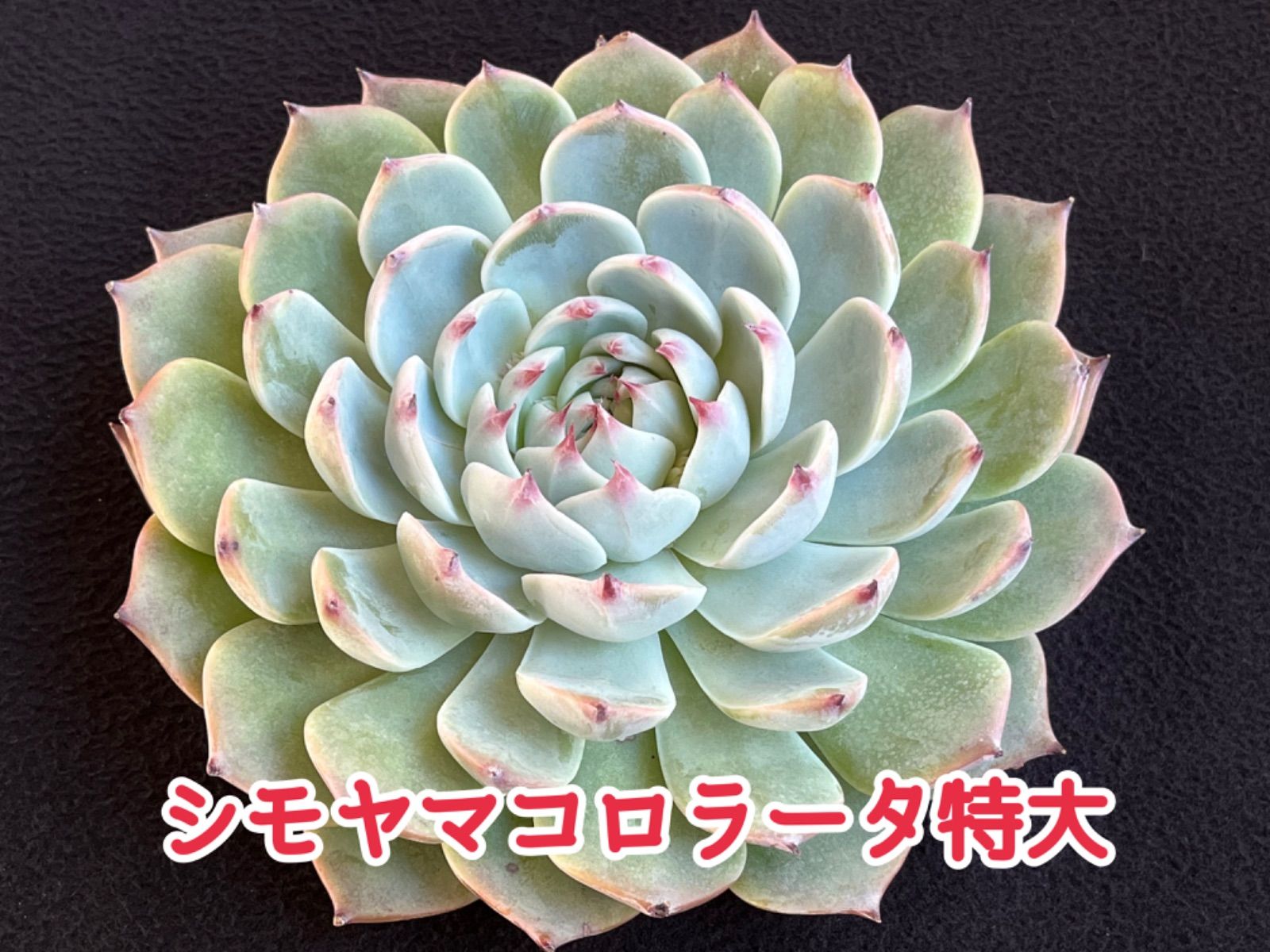 多肉植物 シャイブルー カット苗 | uzcharmexpo.uz