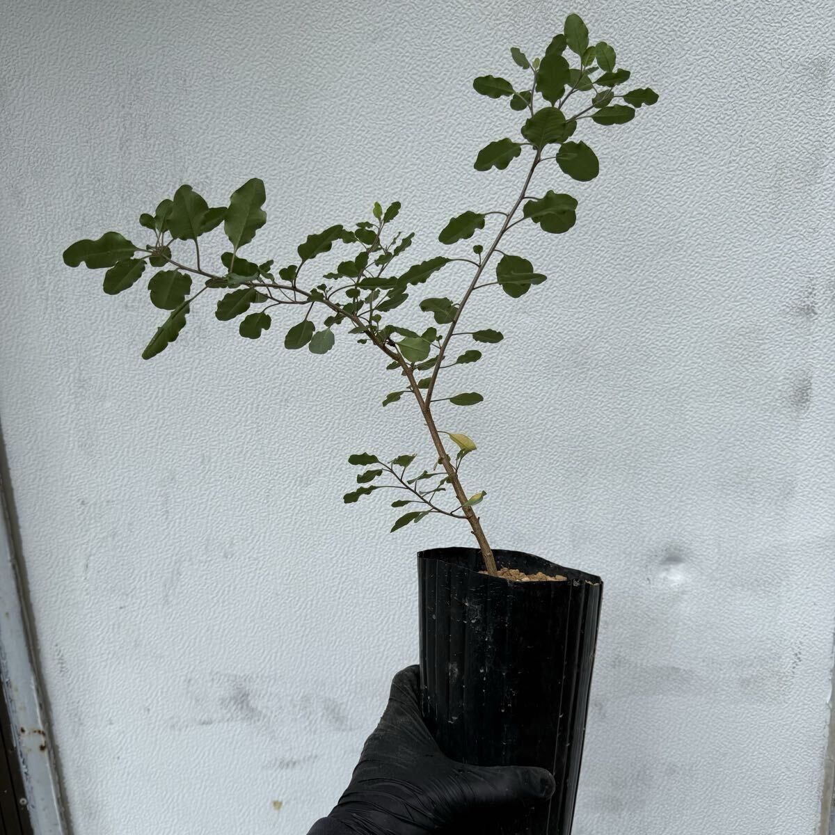 クラビゲラ 発根済 M25 ユーフォルビア 塊根植物 多肉植物 コーデックス 楽天市場】多肉植物 caユーフォルビア クラビゲラ 0224-003 多肉植物