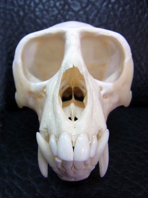 高品質！ベルベットモンキー（オス）頭骨 ※捕獲データ付 - メルカリ