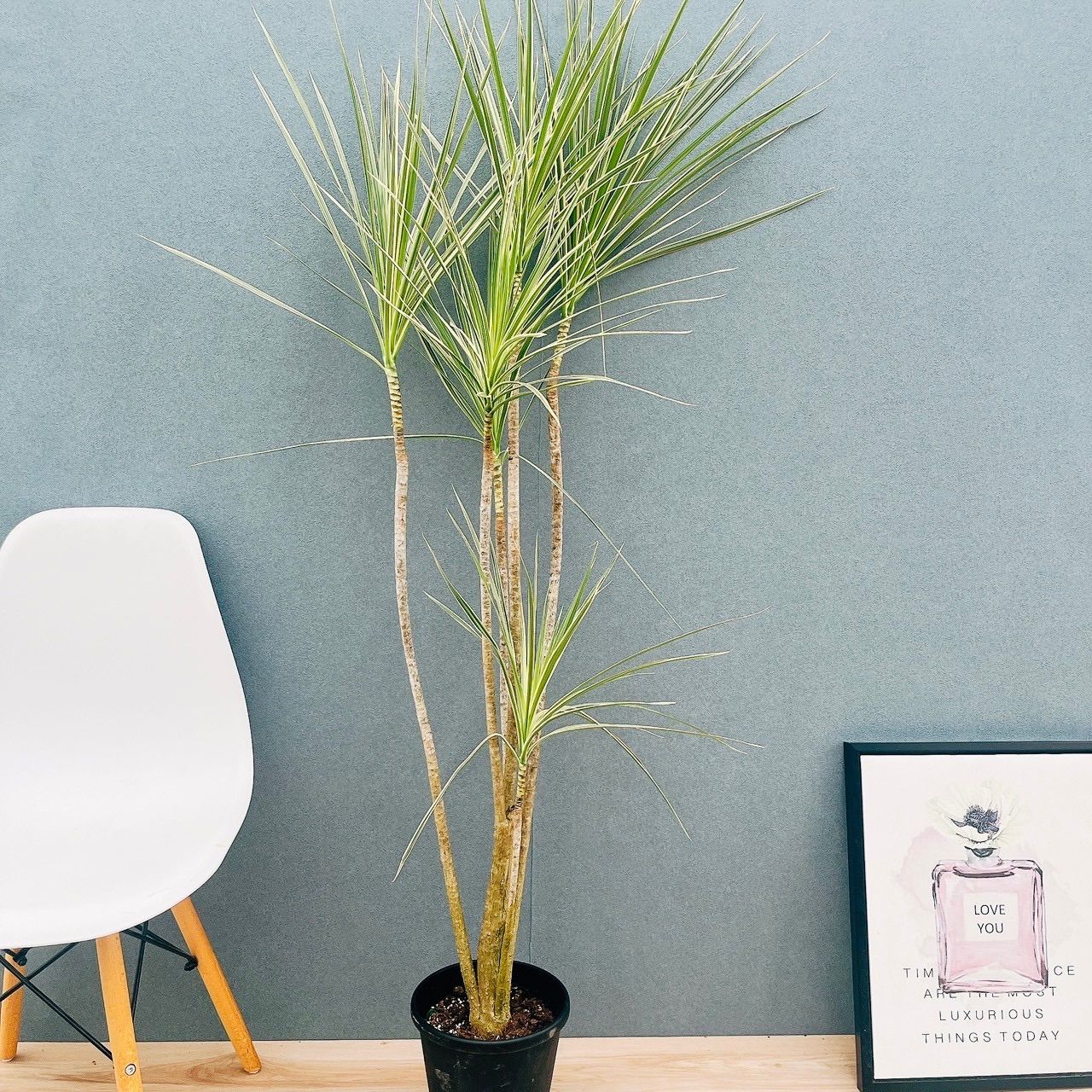 ⭐️希少⭐️ベゴニア マクラータ 斑入り 葉挿し用 希少