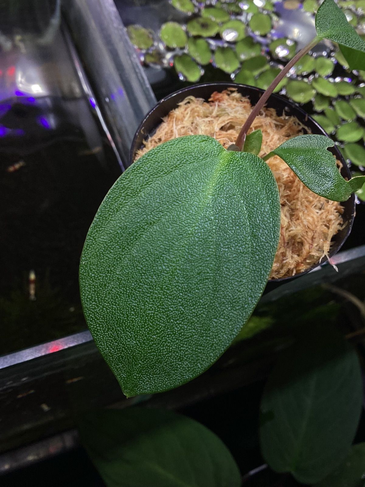 ホマロメナ homalomena lemon peel 正規タグ付き ホマロメナ homalomena lemon peel 正規タグ付き