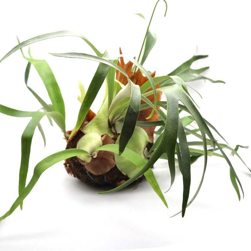 194 ビカクシダ 群生 コウモリラン 謎ビカク ビカクボール 不明種 特大