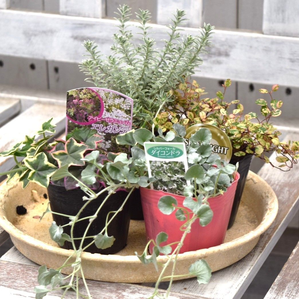 寄せ植えの相棒！リーフセットⅣ】花友完売！シックなカラーリーフ