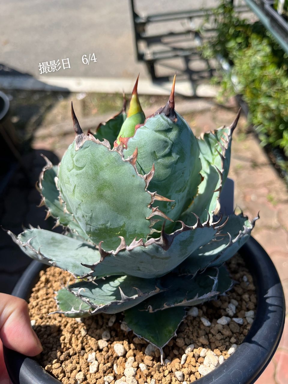 アガベ チタノタ 配送 ブラックアンドブルー 6号鉢