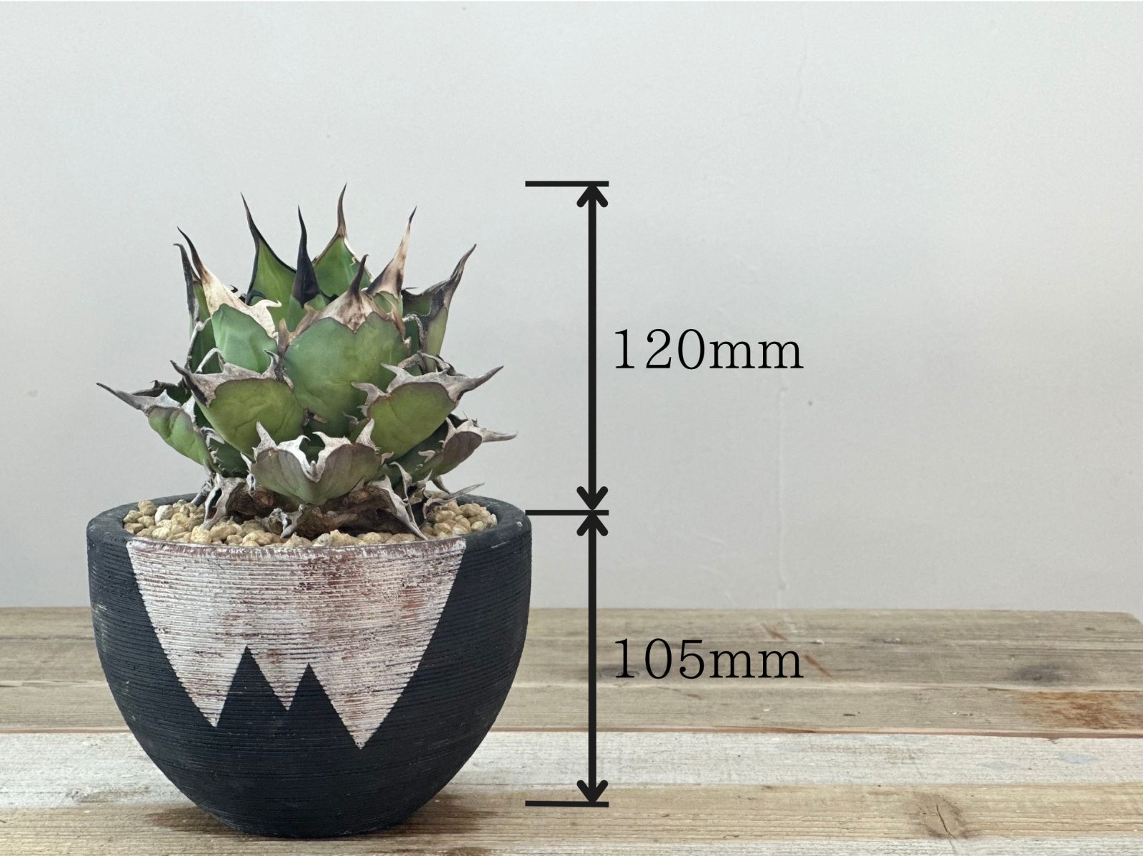 アガベ 親株出品 ハデス 鉢植発送 極上血統 大株 アガベ 親株出品 ハデス 鉢植発送 極上血統 大株 2025年最新】アガベ