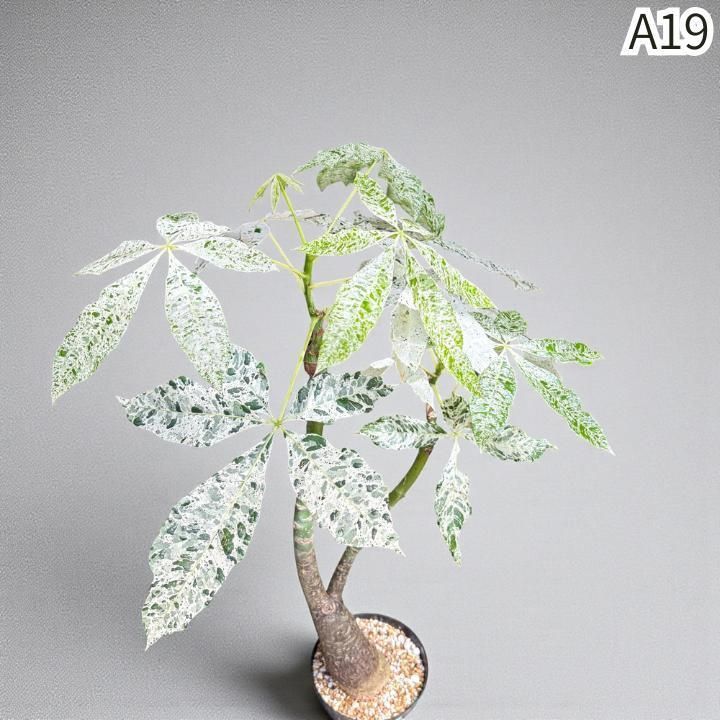 パキラ