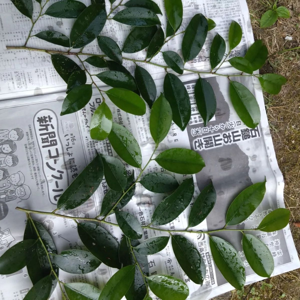 SUMMER SALE 7/4〜7/31 サイドテーブル　ベッドサイド SUMMER SALE 7/4〜7/31 サイドテーブル ベッドサイド