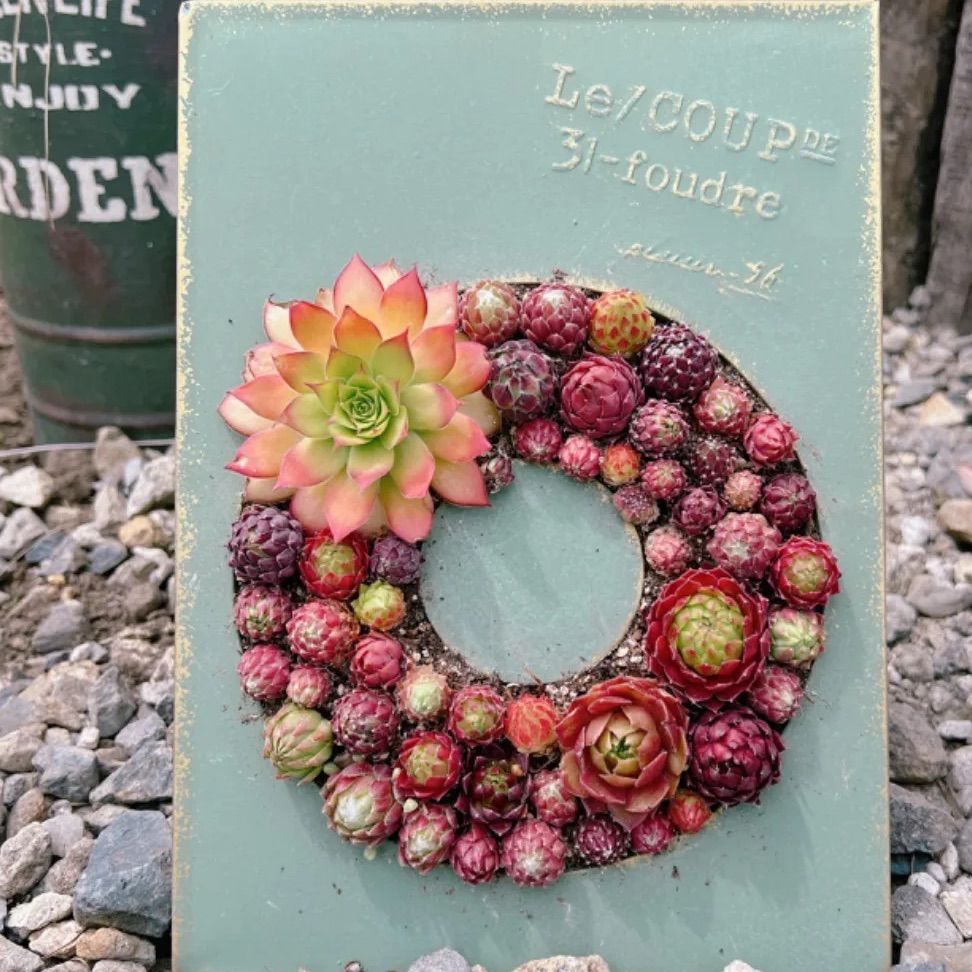 ①A　センペルビウムセット センペルビウム 寄せ植えセット - メルカリ