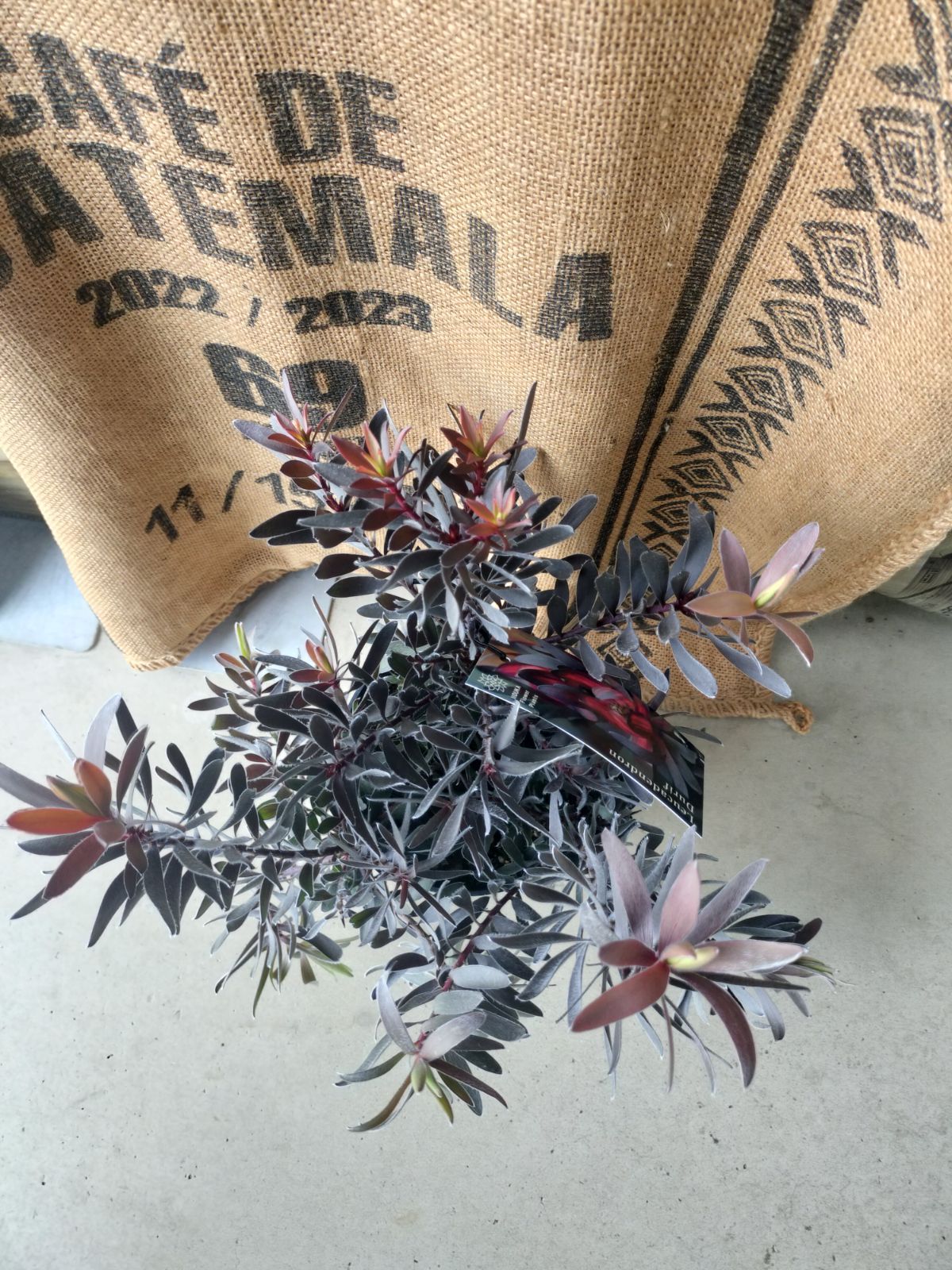 リューカデンドロン・デュリフ 花木 庭木の苗/リューカデンドロン