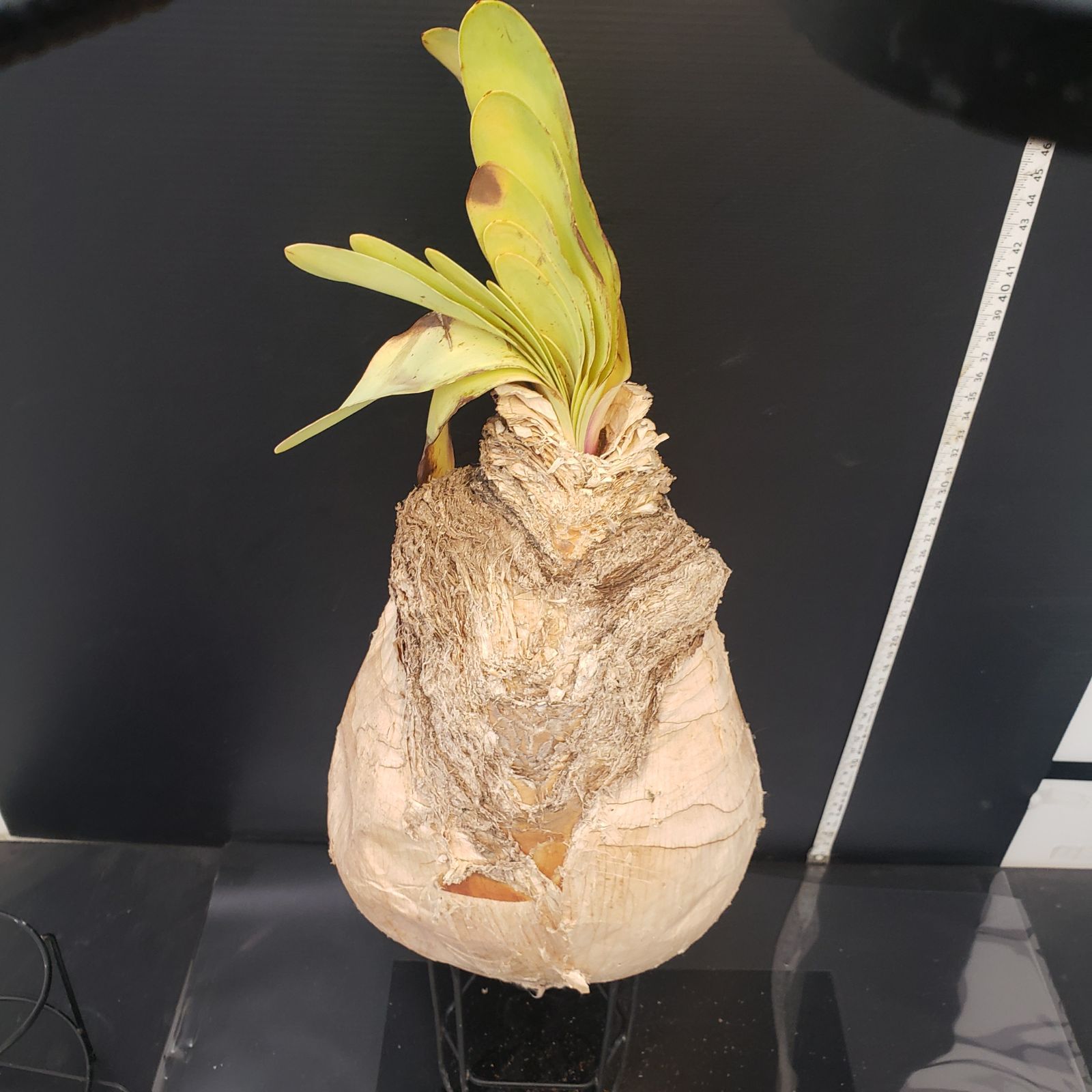 Z410 最新到着 Boophane ハエマンソイデス 現地球 抜き苗 球根植物 ブーファン ハエマンソイデス WWW_GEBZETESISAT_COM_TR