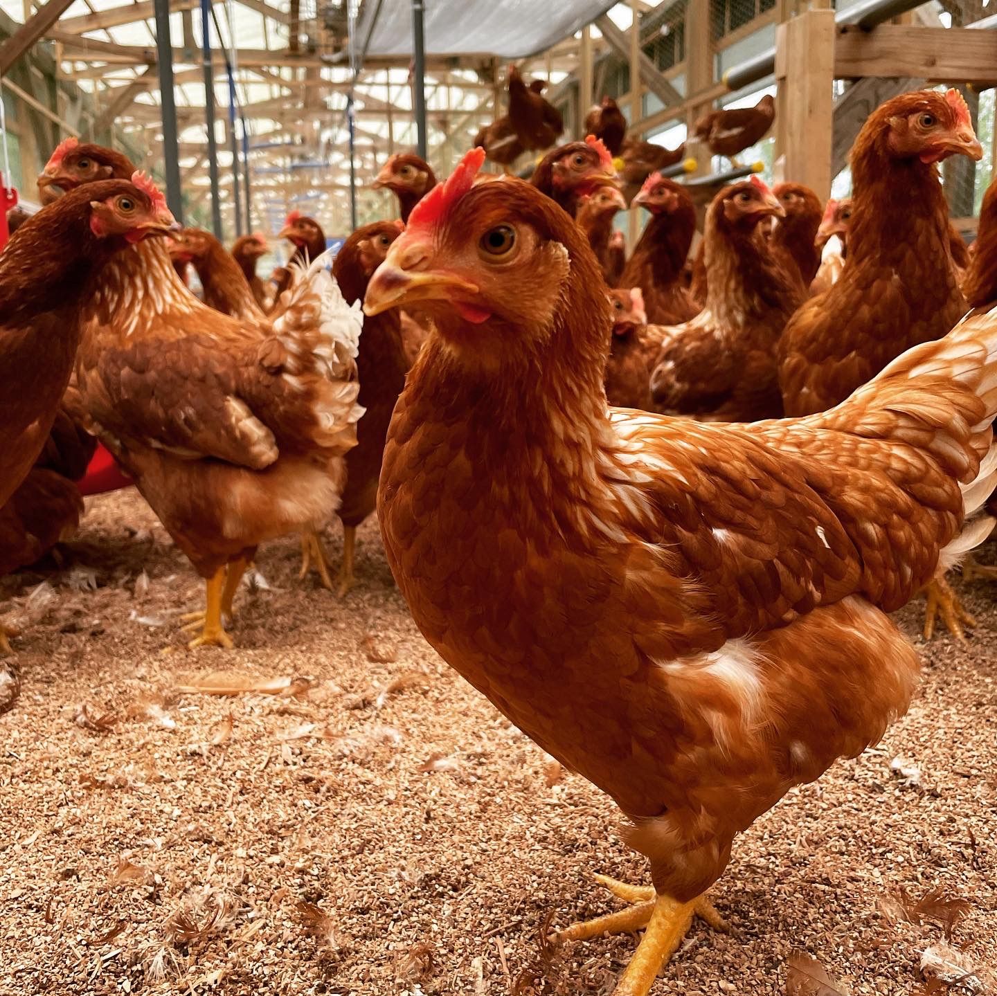 中玉サイズ?平飼いもみじ玉子90コ