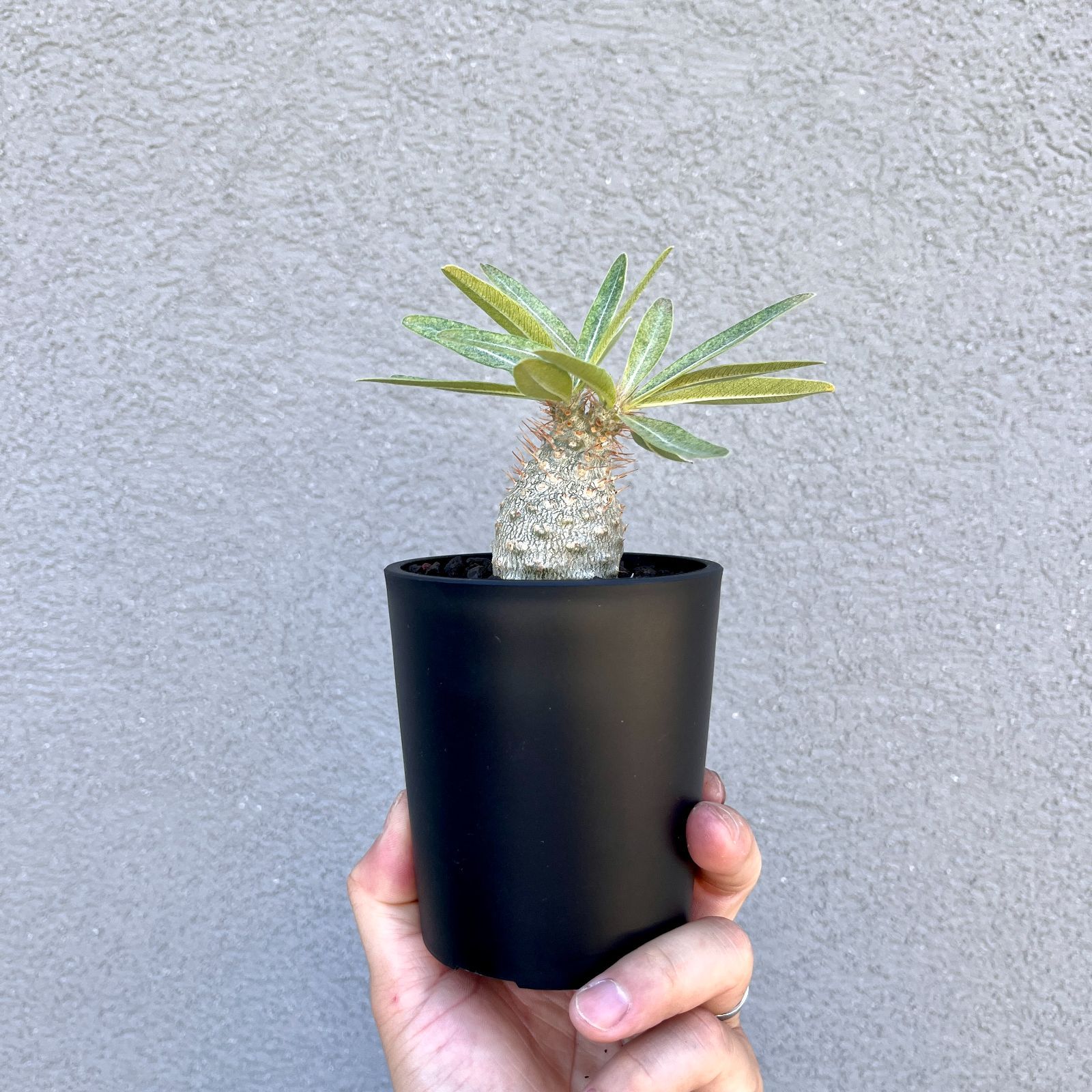 パキポディウム・グラキリス 実生株｜Pachypodium rosulatum var