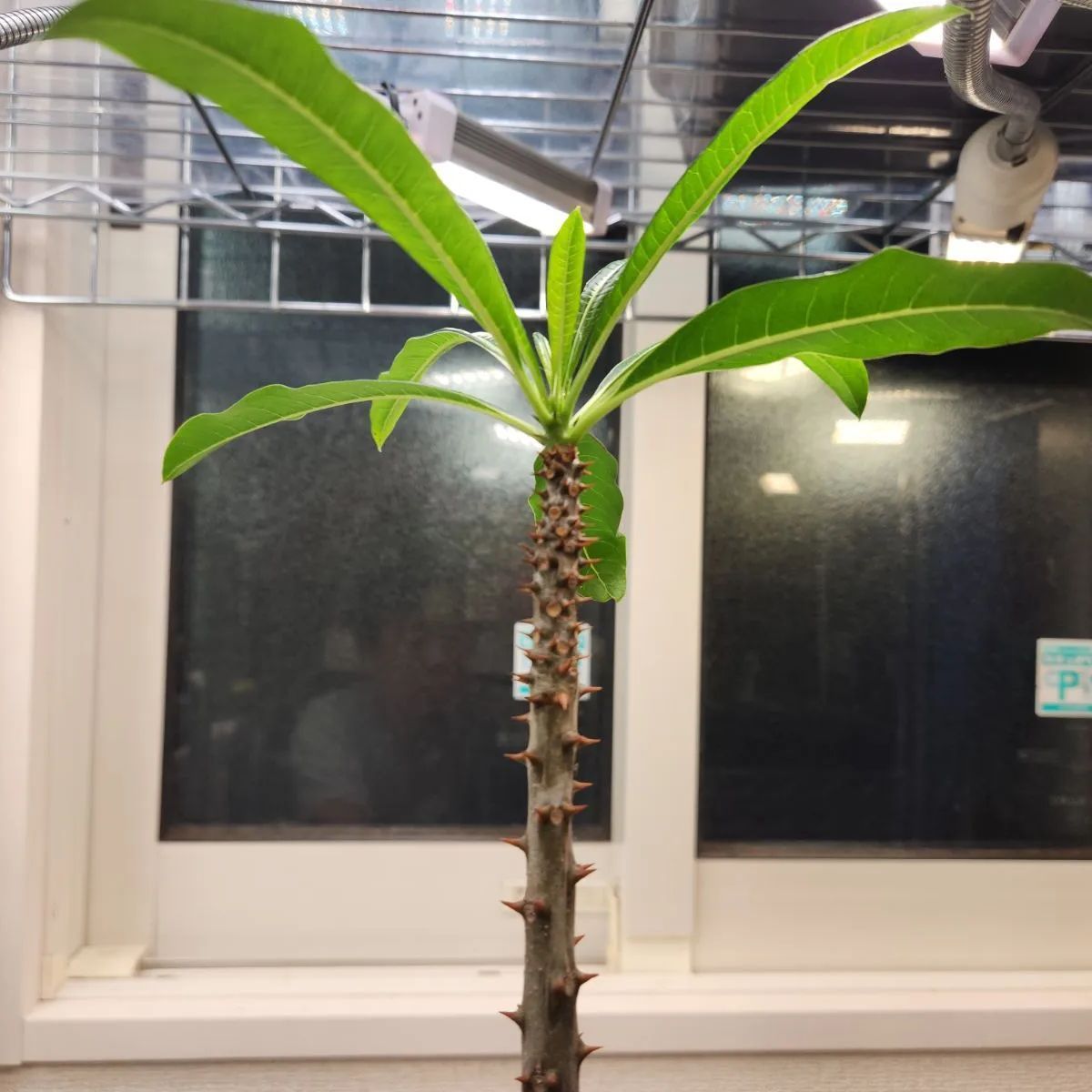 パキポディウム・ルテンベルギアナム（【国内実生】 PACH002 - メルカリ