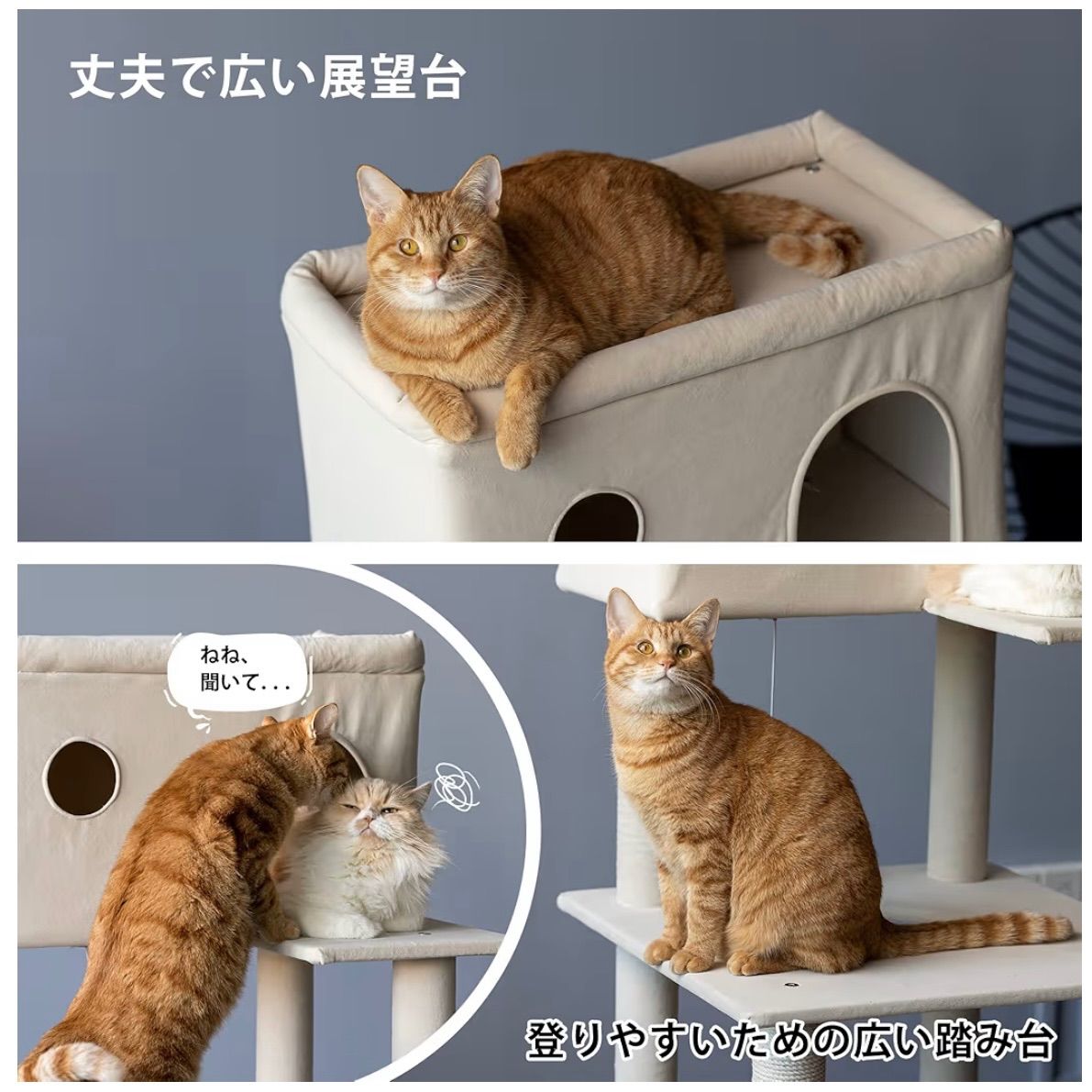 おしゃれ 多頭飼い