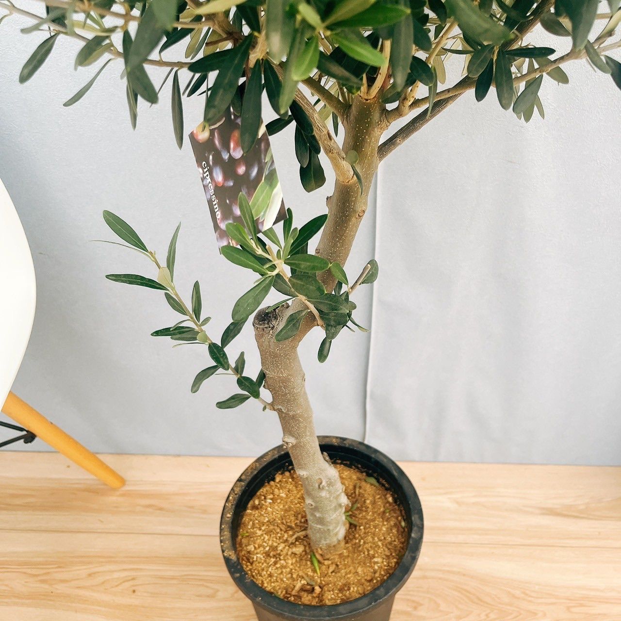 現品］♡おすすめ♡ 30番 創樹 オリーブ チプレッシーノ 8号 観葉植物 