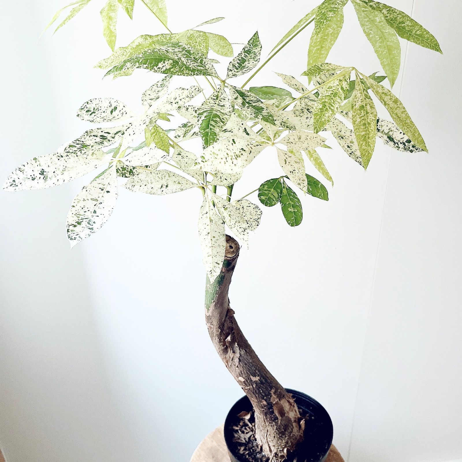 【希少】パキラ ミルキーウェイ 実生 新芽 Sサイズ 観葉植物 calm p 希少】パキラ ミルキーウェイ 実生 新芽 Sサイズ 観葉植物 calm