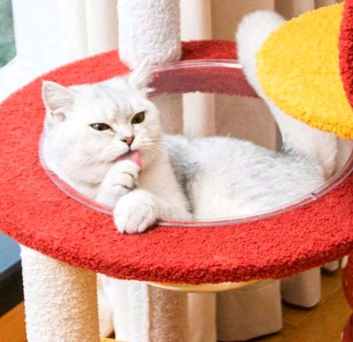 猫用爪とぎボード 踏み台
