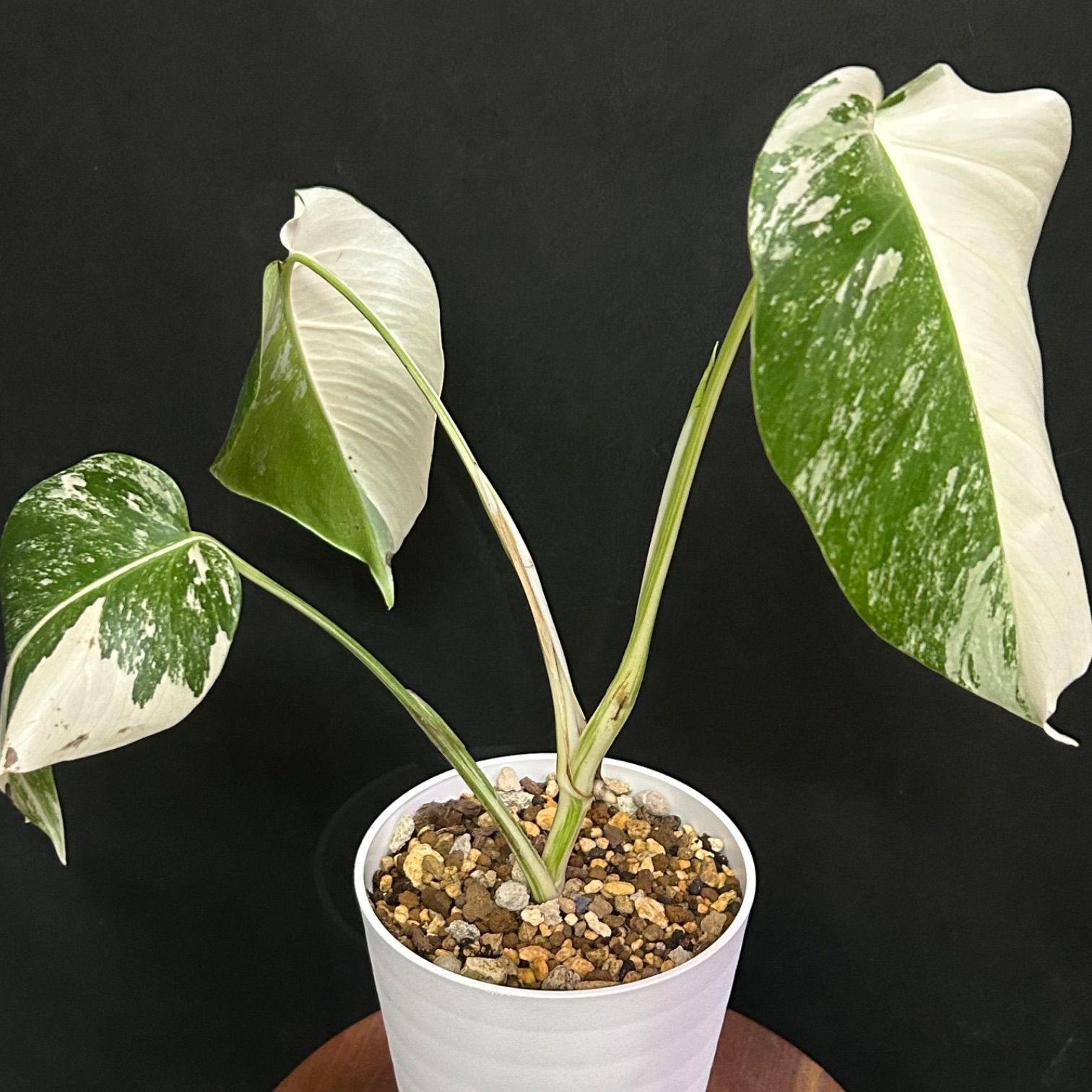 斑入りモンステラ ホワイトタイガー 水苔管理 発根済み - 植物/観葉植物