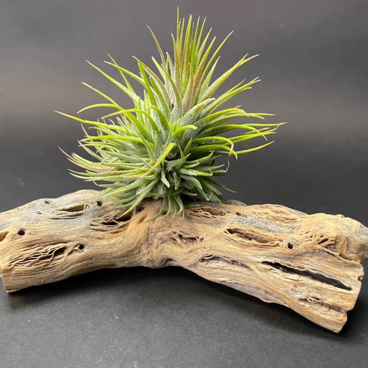 Y変＊長さ15cm×最大幅(直径φ)3.5～4cm＊カクタススケルトン1本