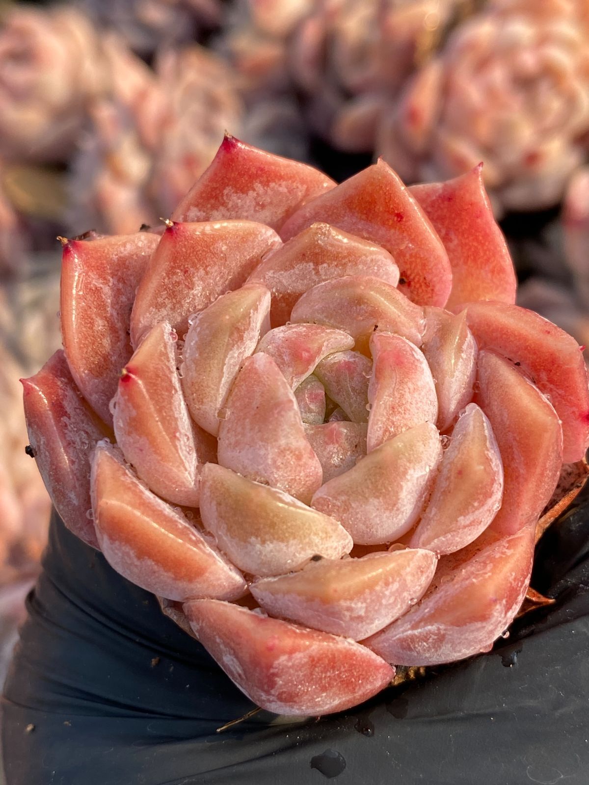 新入荷 氷の人形 鮮やかな105苗セット 土と根付き 多肉植物 エケベリア