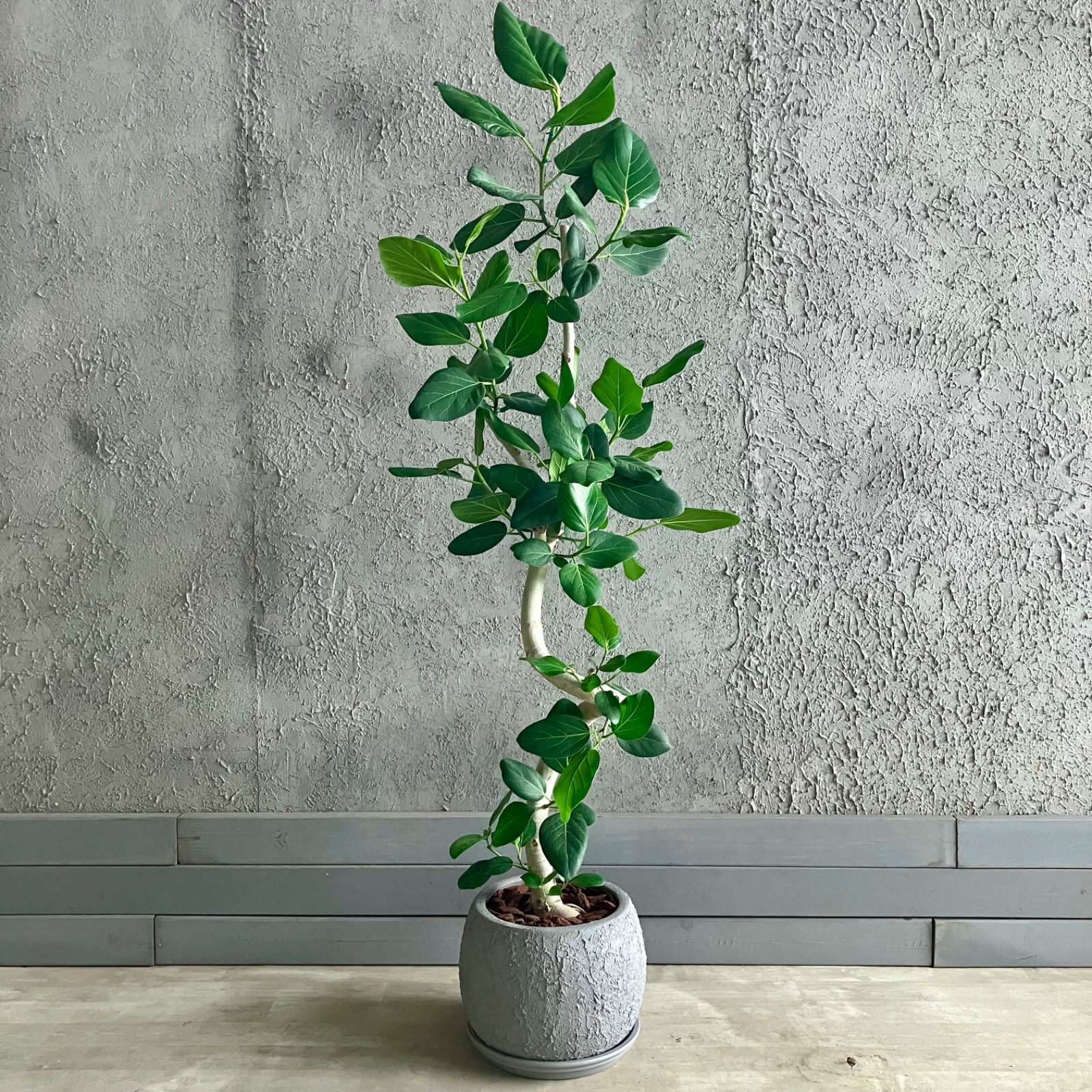 フィカス　アルテシマ　曲がり　17【現品】観葉植物　室内　大型 フィカス アルテシマ 曲がり 17【現品】観葉植物 室内 大型