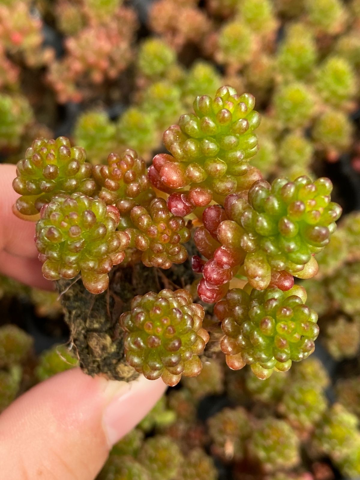 新入荷 土付き レッドベリー QS6×105苗 多肉植物 詰め合わせ エケベリア 韓国苗