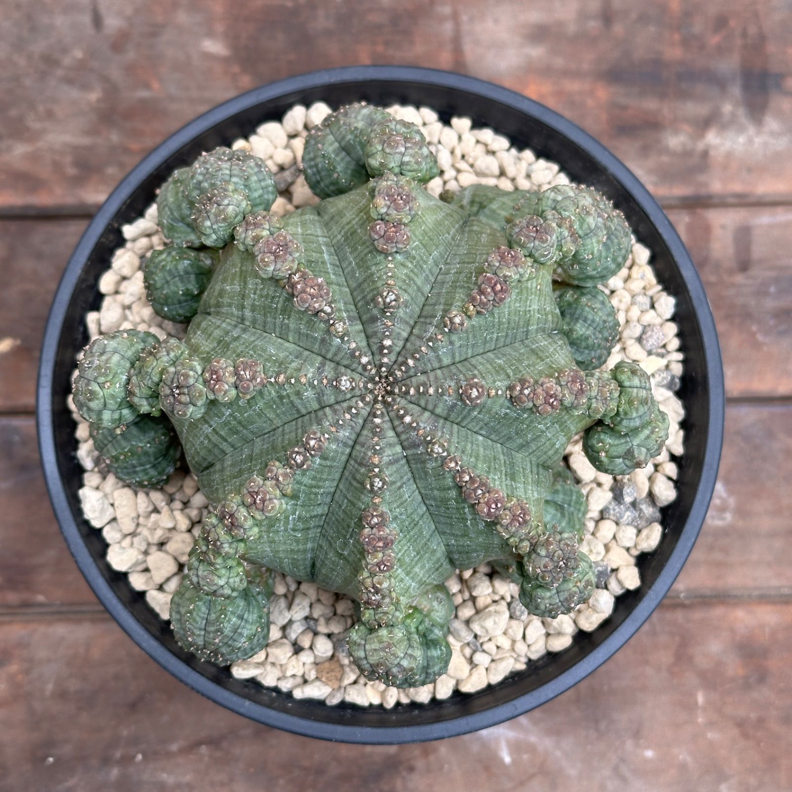 Euphorbia obesa ssp. symmetrica ユーフォルビア シンメトリカ 仔吹き 多肉植物