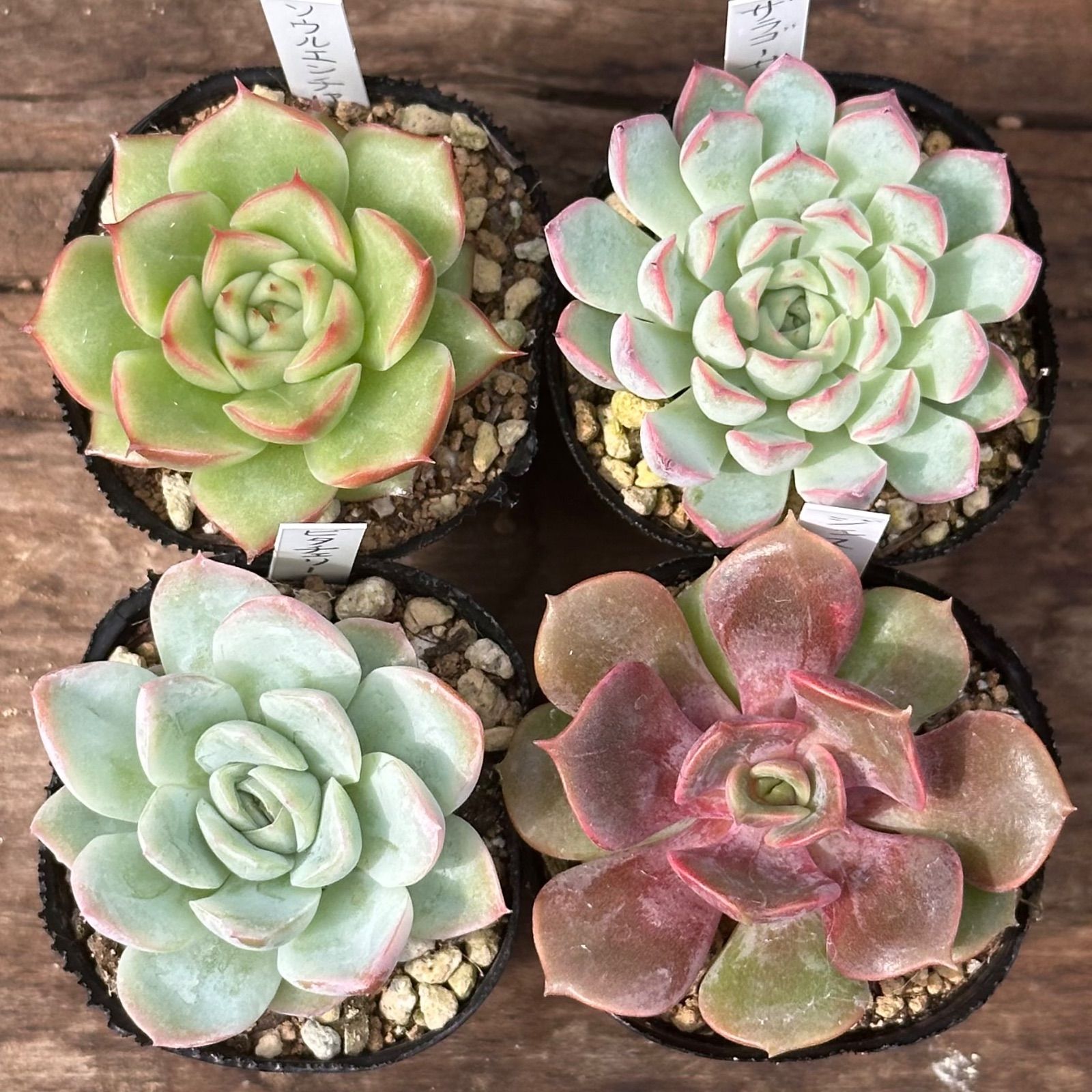 このか様♡専用ページ♡計4点♡多肉植物 8-4】多肉植物4点セット（現品限り） - メルカリ