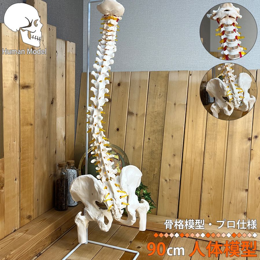 人体模型 脊椎構造 収納バッグ付き　全健会 Amazon.co.jp: 人体模型 人体モデル 1:1骨盤ヘルニア腰椎椎間板