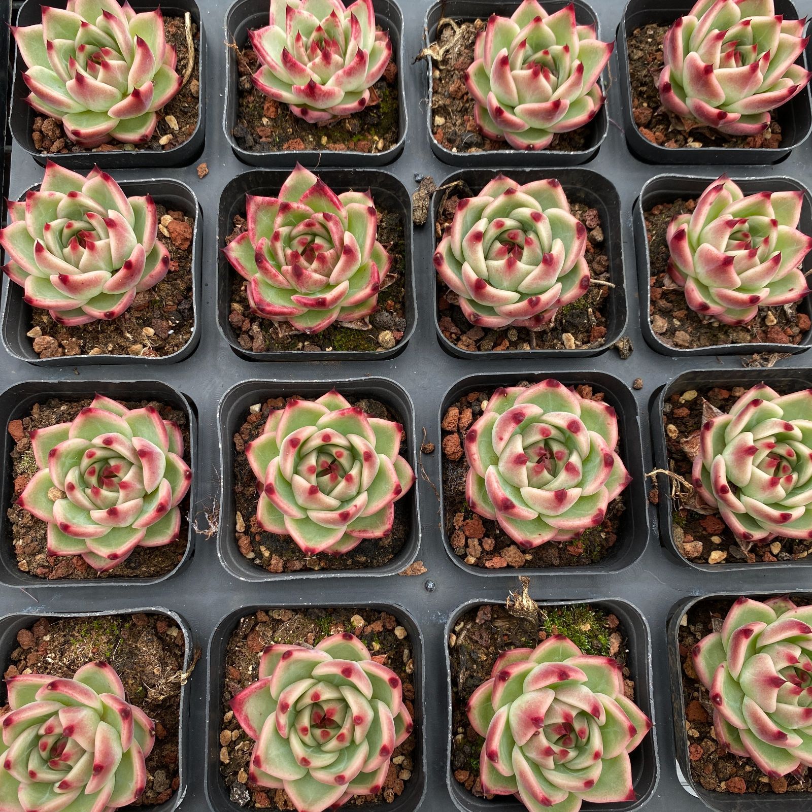 50株の抜き苗セット】ブルードラゴン 多肉植物 佐川急便発送