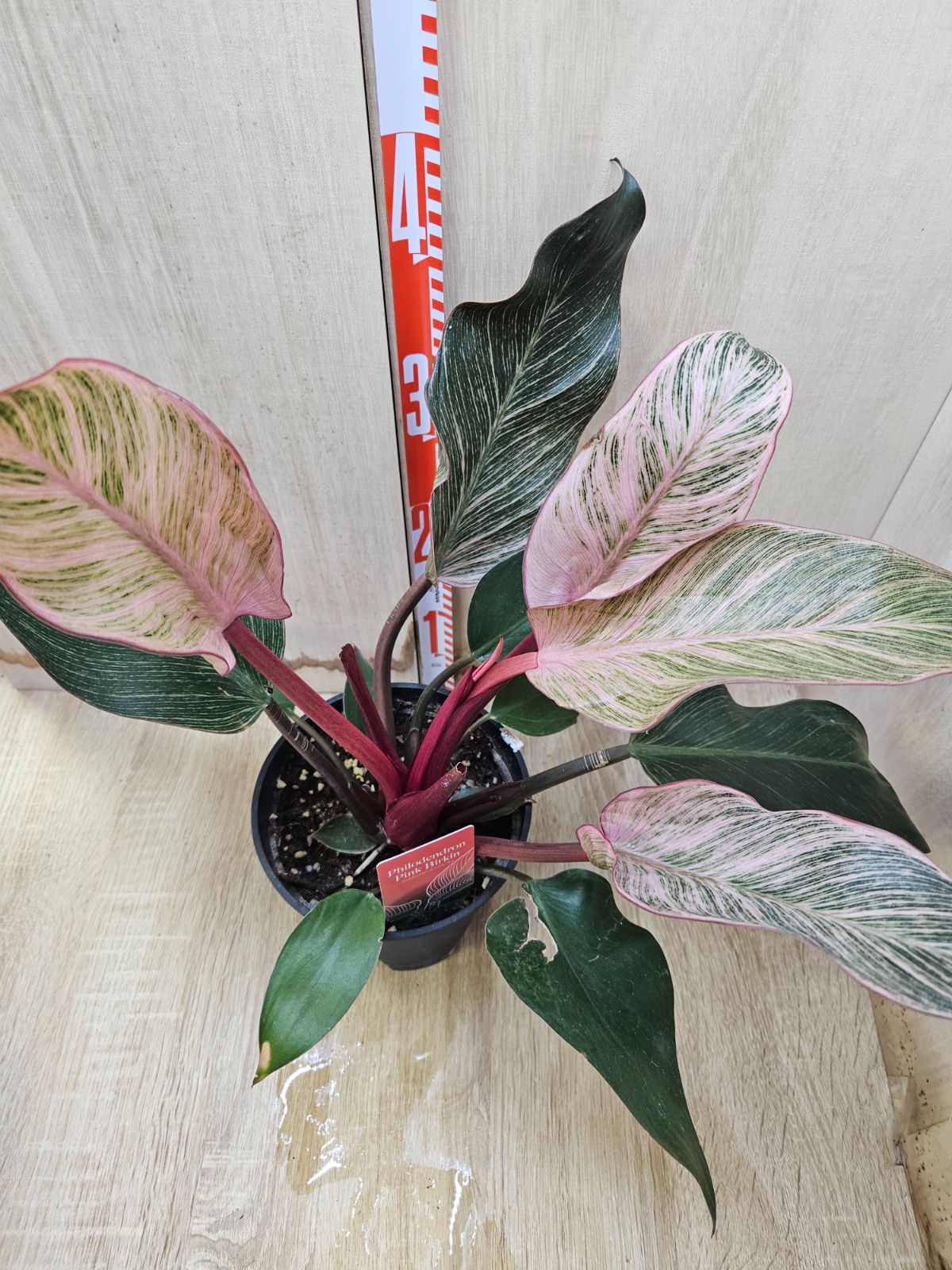 新品 soph ソフ Bristol ウィンドブレーカー S オフホワイト