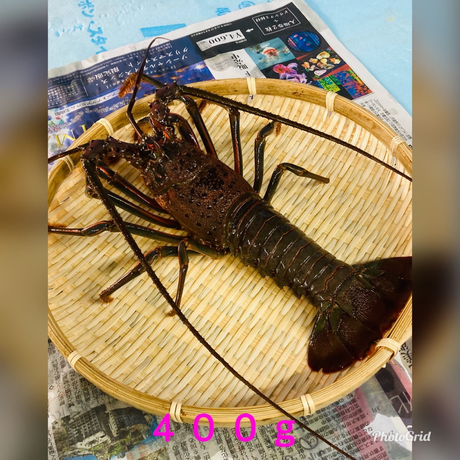 2-3匹