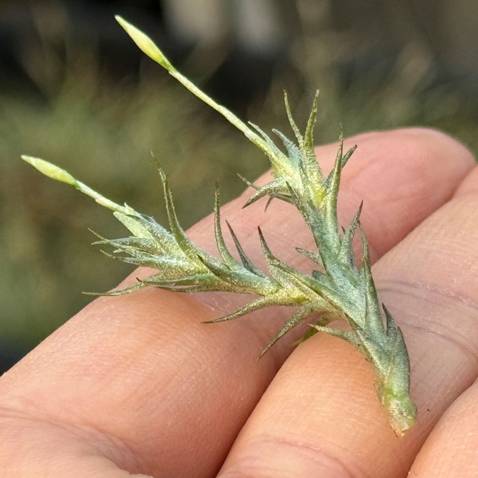 チランジア トリコレピス Tillandsia tricholepis＊エアプランツ